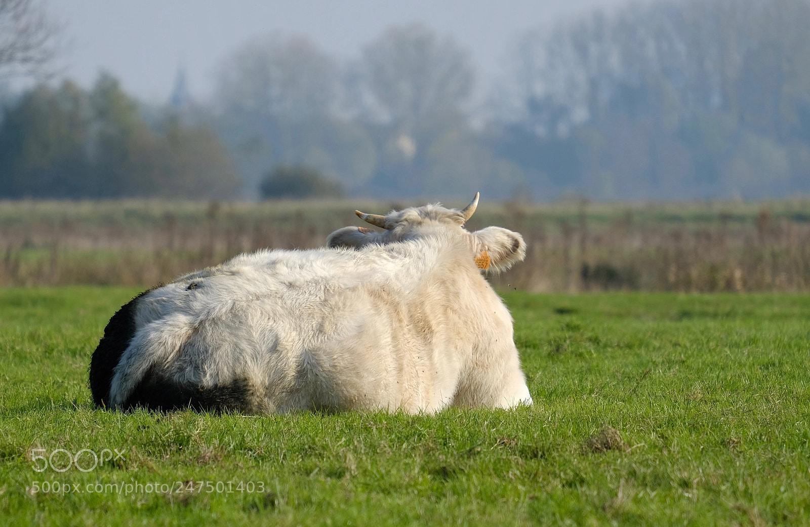 Fujifilm X-T2 sample photo. Cow photography