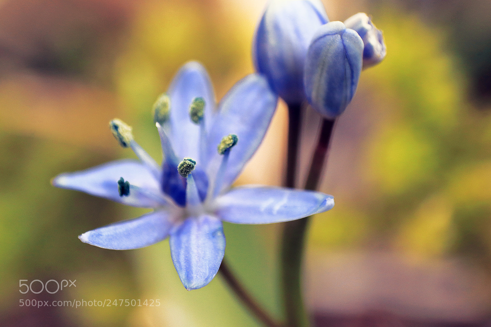 Canon EOS 80D sample photo. Flower opening photography