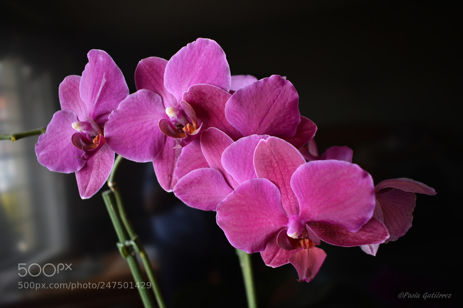Nikon D3400 sample photo. Orchid photography