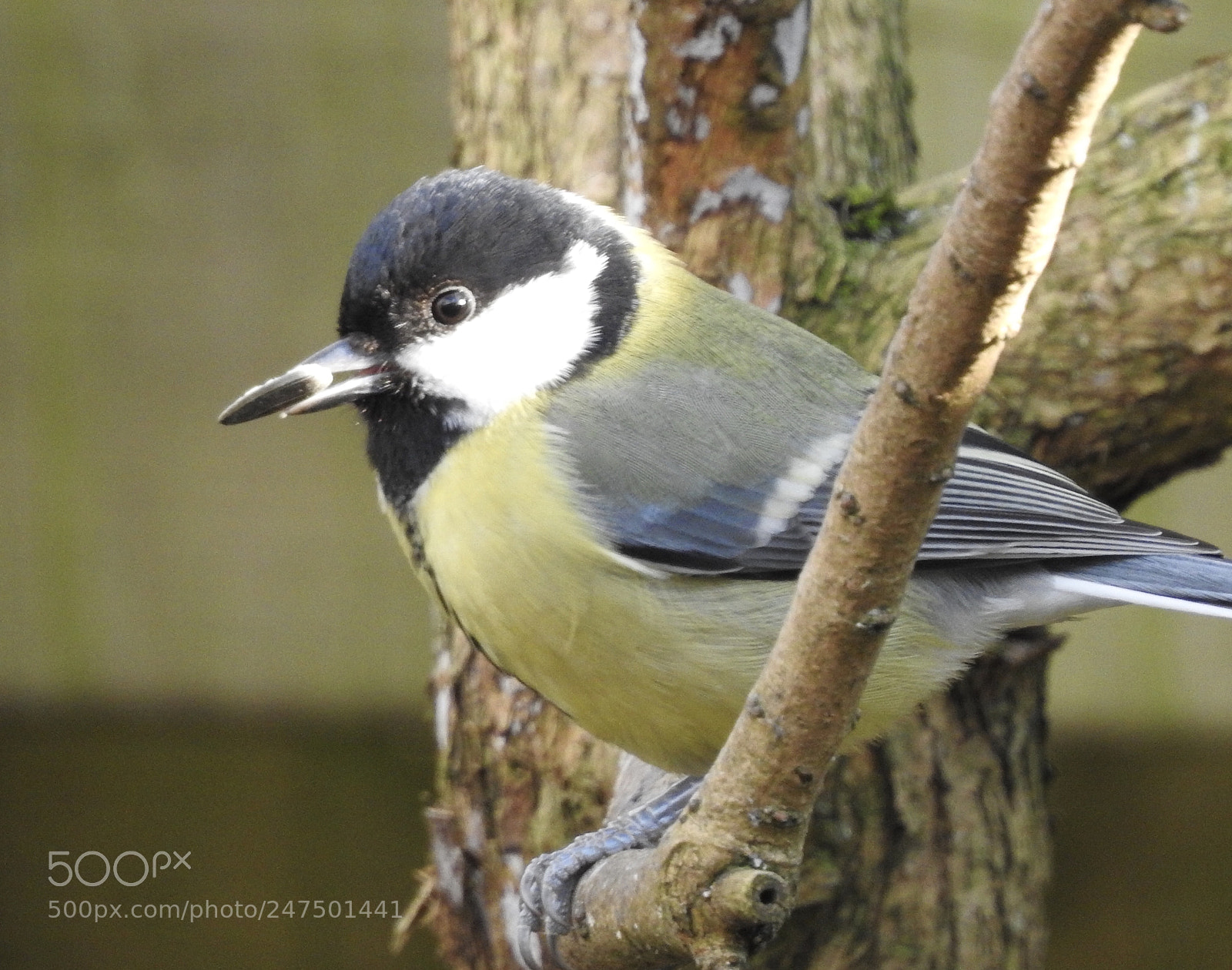 Nikon Coolpix P900 sample photo. Great tit.... photography