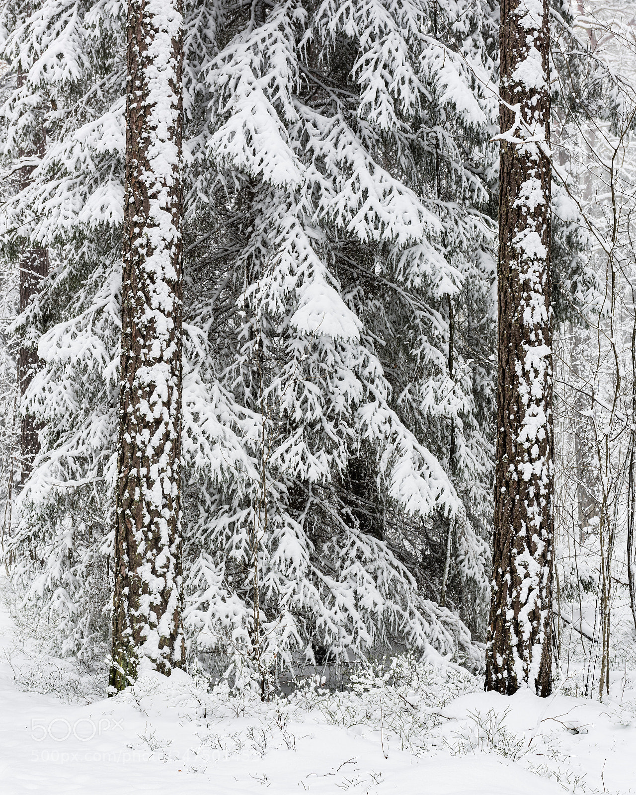Nikon D810 sample photo. Forest in snow photography