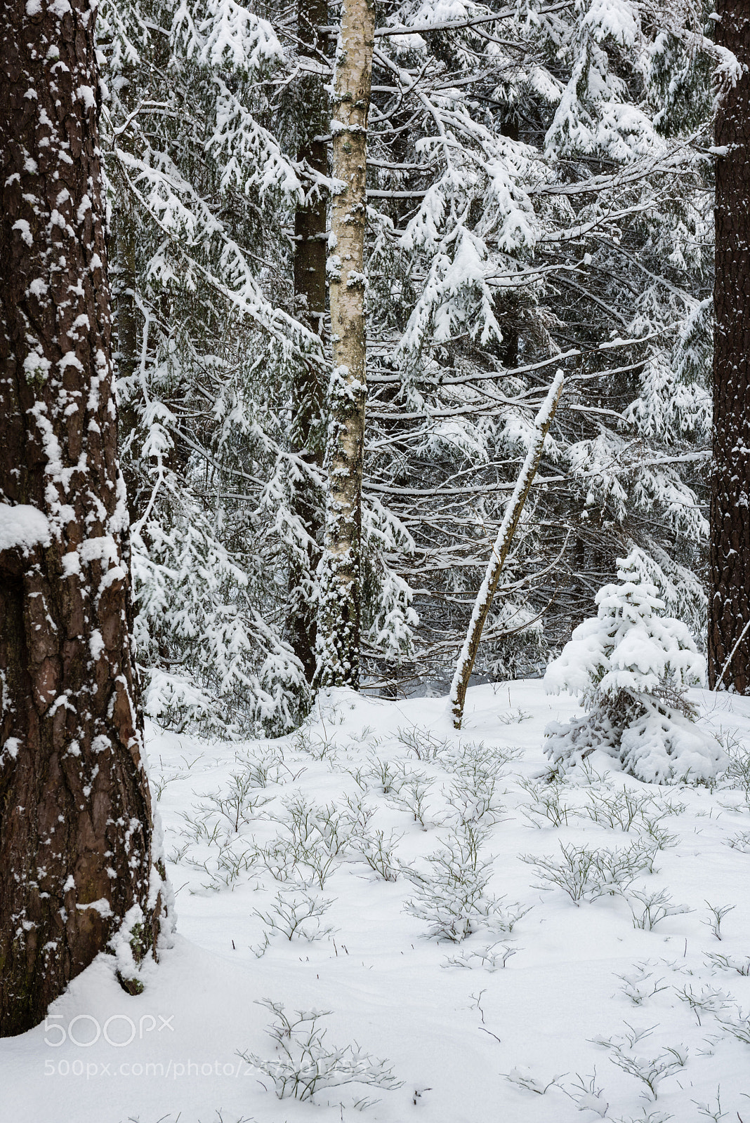 Nikon D810 sample photo. Forest in snow photography