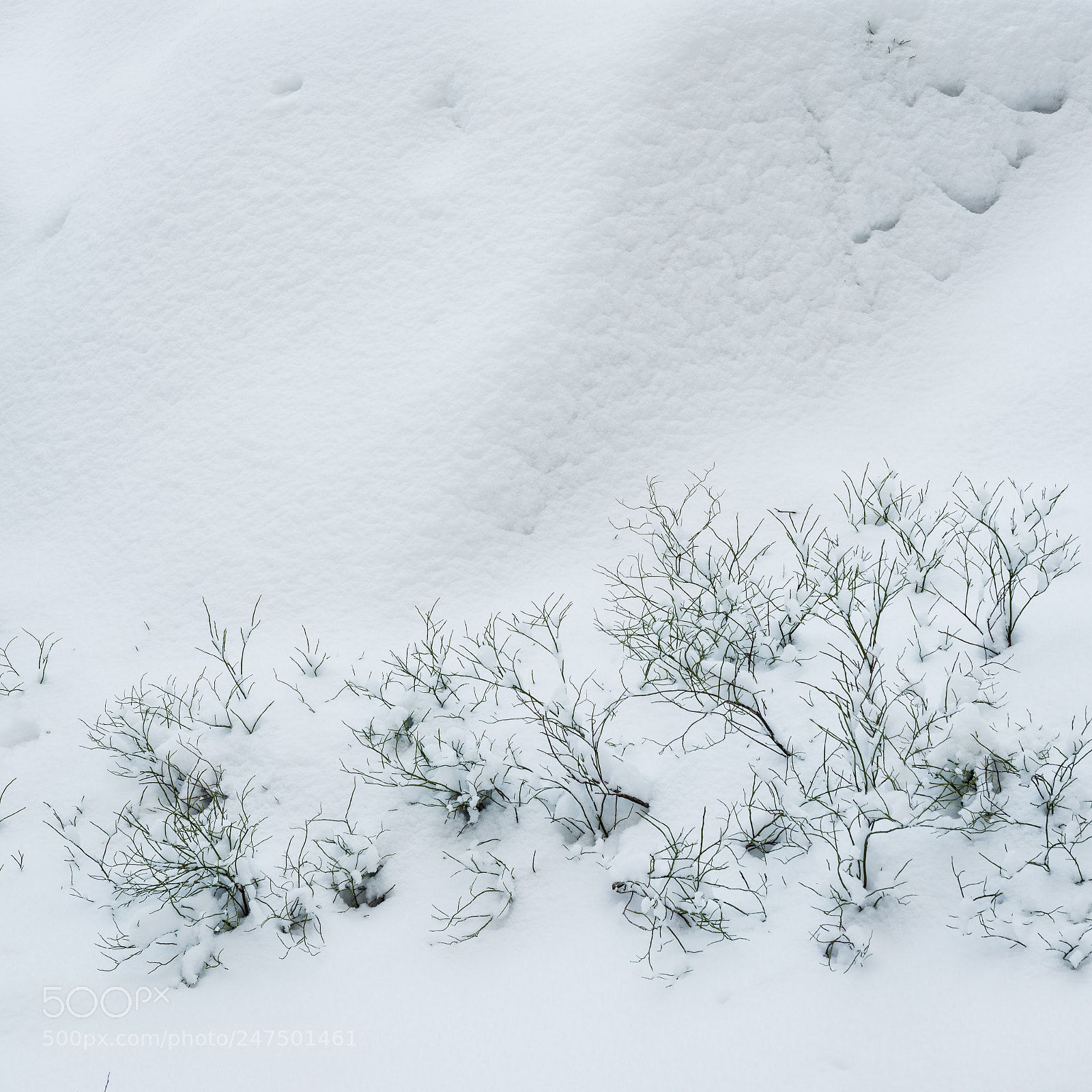 Nikon D810 sample photo. Forest in snow photography
