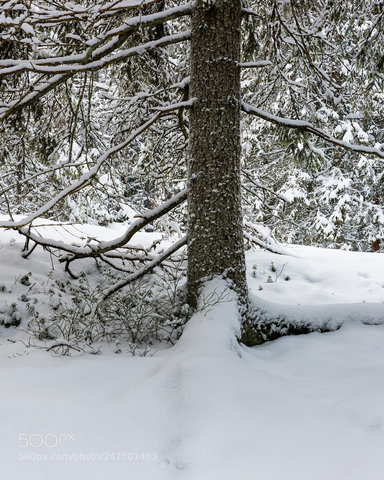 Nikon D810 sample photo. Forest in snow photography