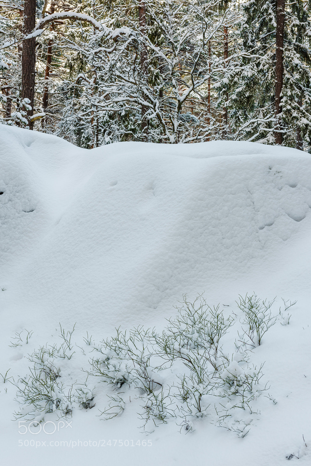 Nikon D810 sample photo. Forest in snow photography
