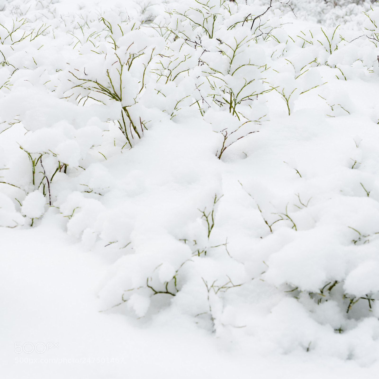 Nikon D810 sample photo. Forest in snow photography