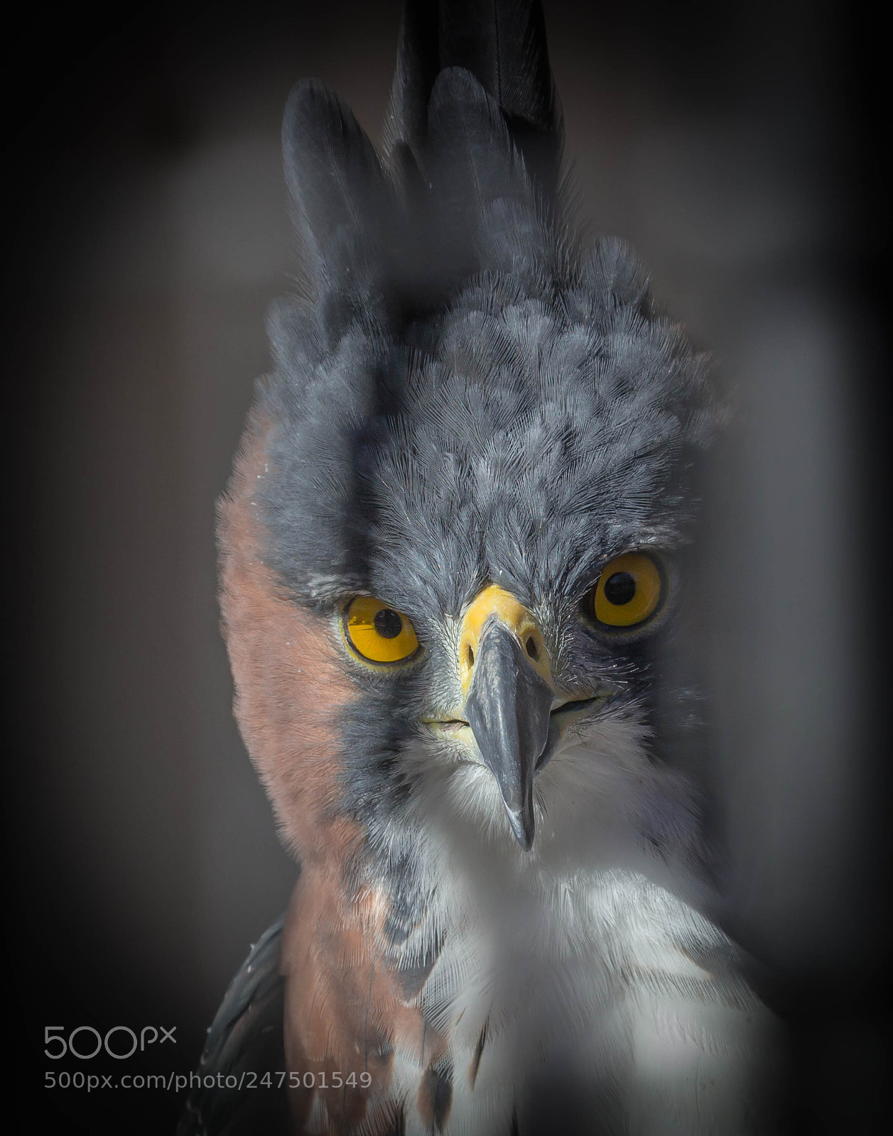 Canon EOS 600D (Rebel EOS T3i / EOS Kiss X5) sample photo. Ornate hawk eagle photography