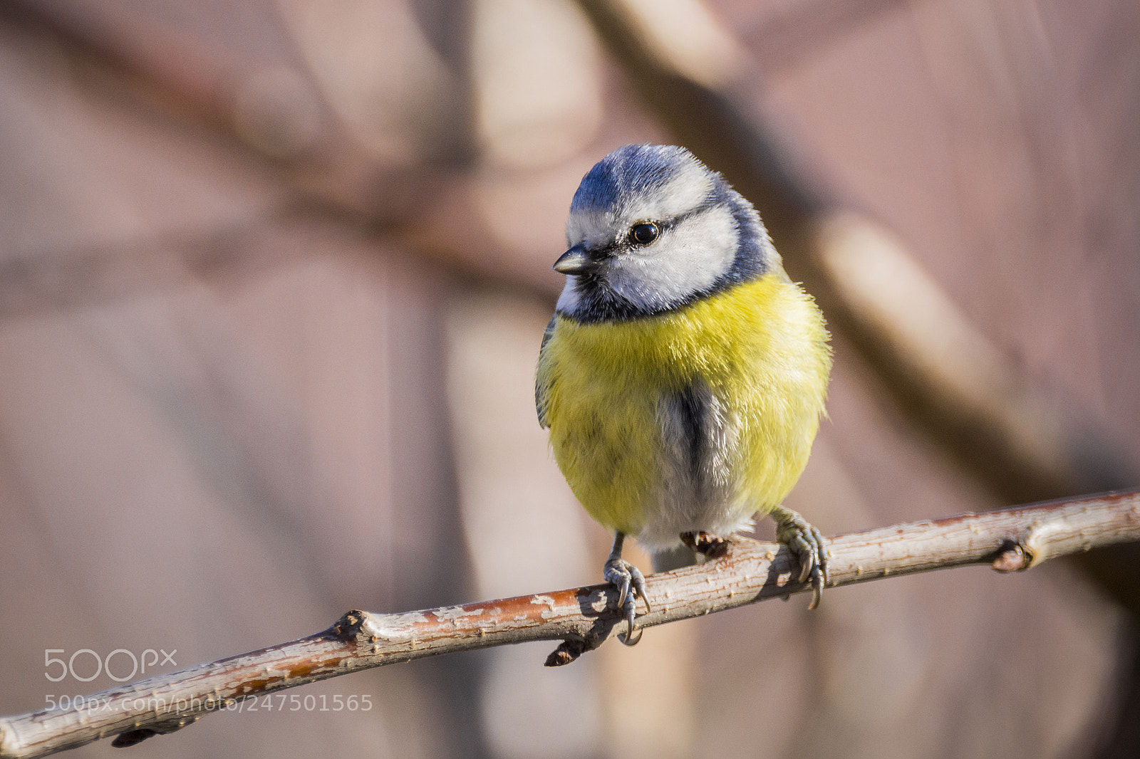 Nikon D7200 sample photo. K k cinege iii photography