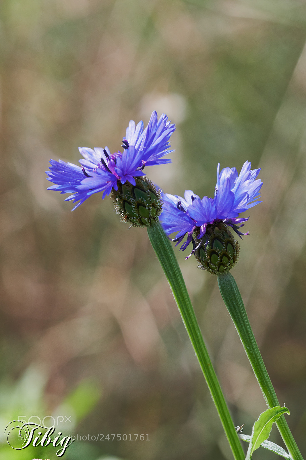 Nikon D500 sample photo. Centaurea photography