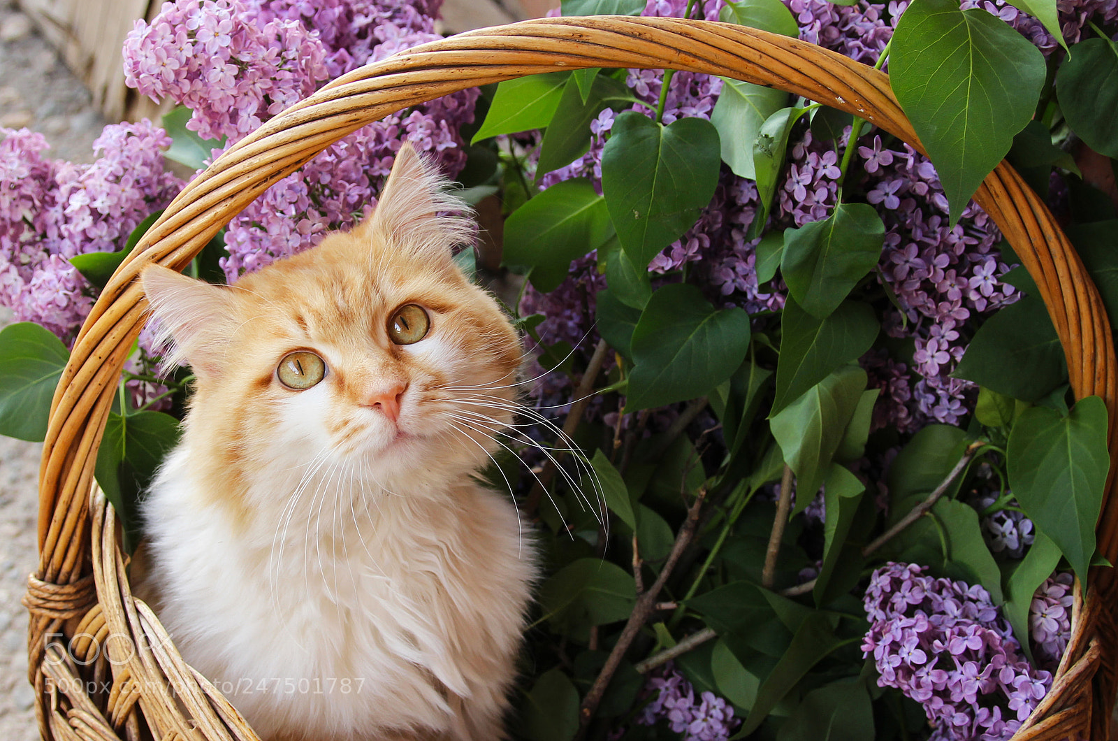 Canon EOS 600D (Rebel EOS T3i / EOS Kiss X5) sample photo. Red cat and lilac. photography