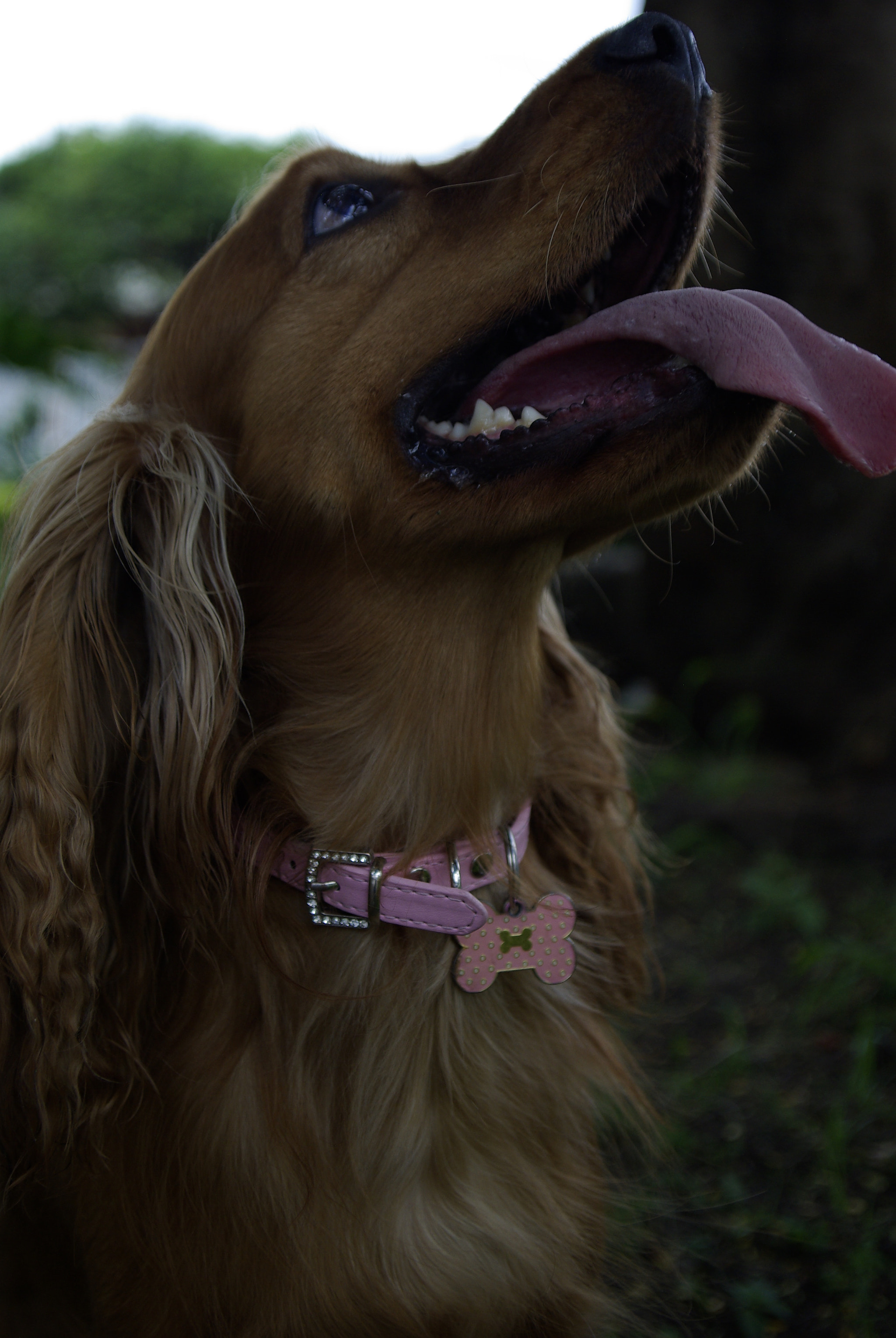 Pentax K10D + Pentax smc DA 16-45mm F4 ED AL sample photo. Brandy photography