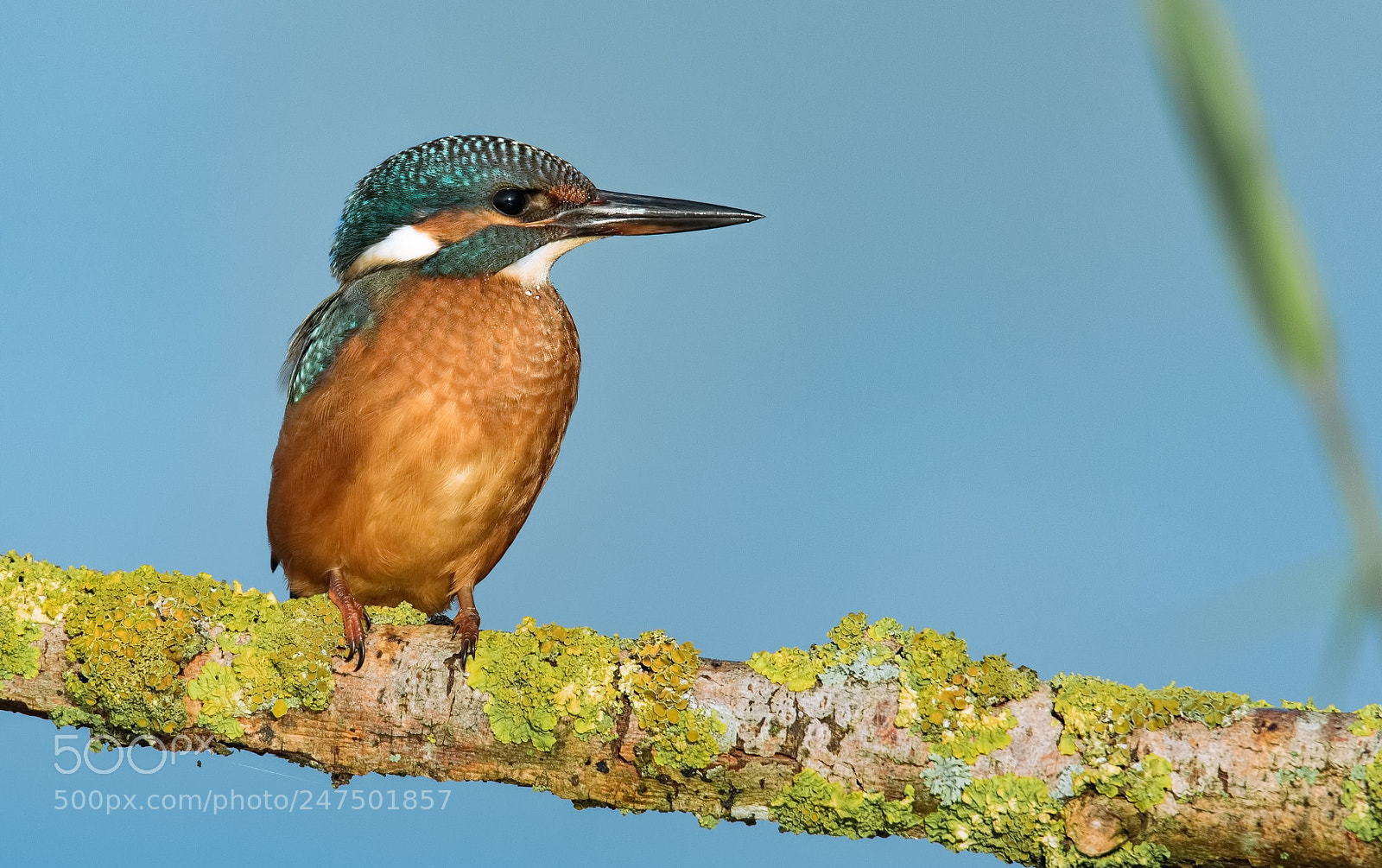 Canon EOS 7D Mark II sample photo. Ijsvogel aan de maas photography
