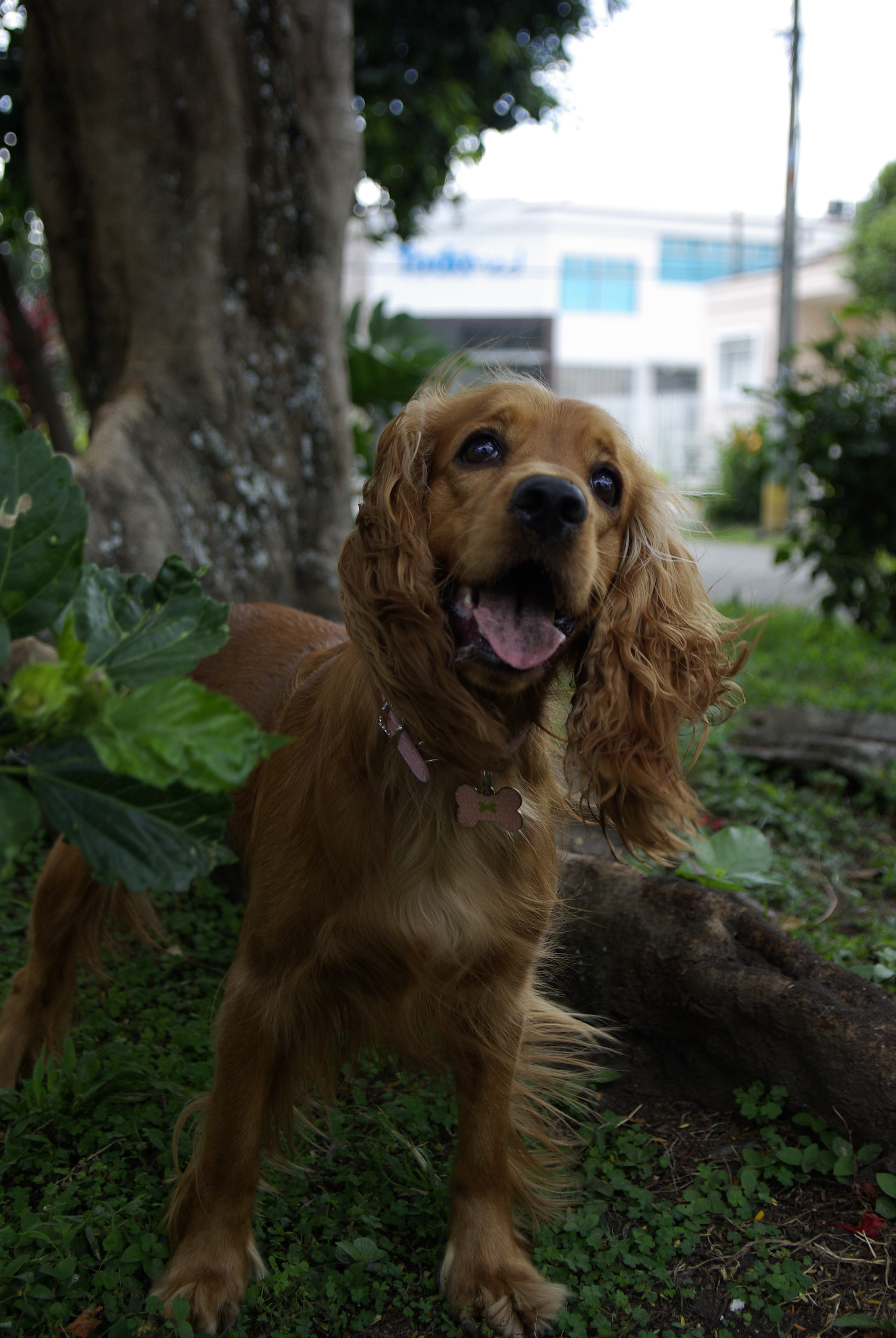 Pentax K10D + Pentax smc DA 16-45mm F4 ED AL sample photo. Brandy photography