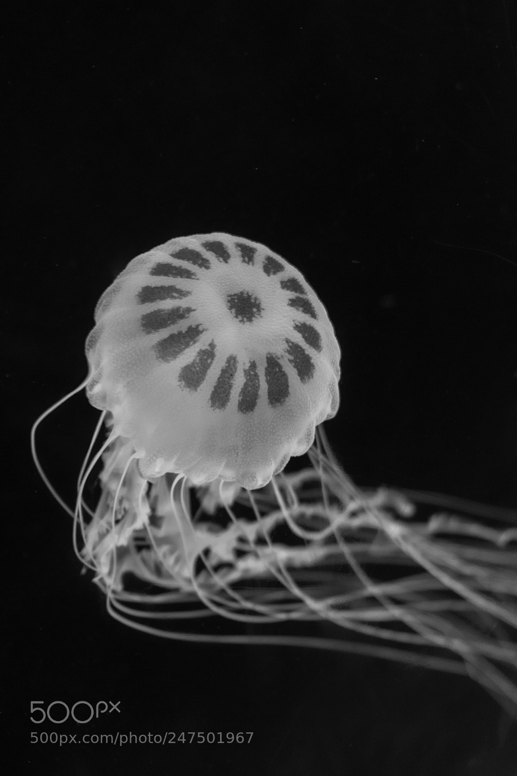 Nikon D3400 sample photo. Jellyfish 1 photography