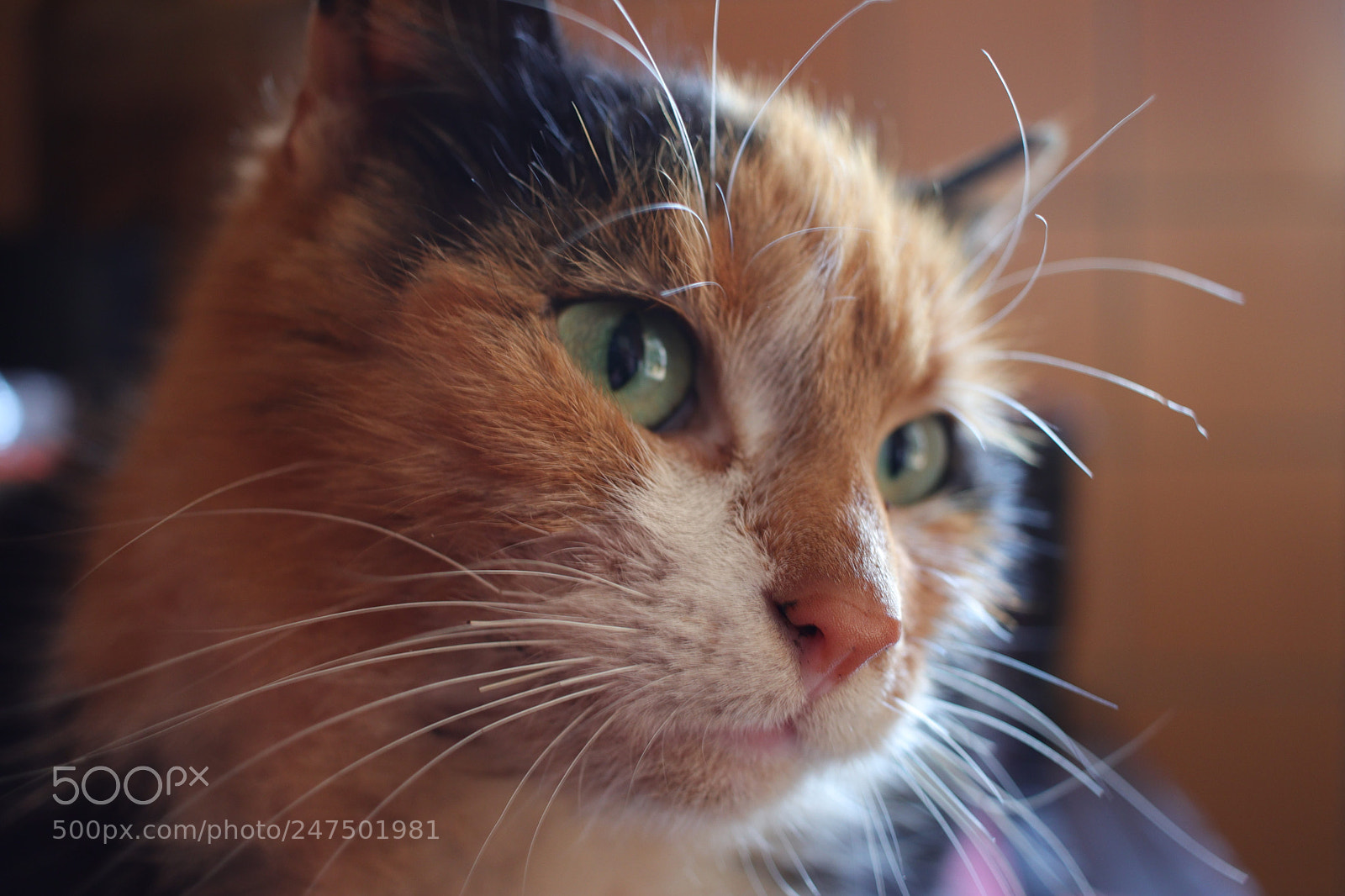 Canon EOS 77D (EOS 9000D / EOS 770D) sample photo. Untitled photography