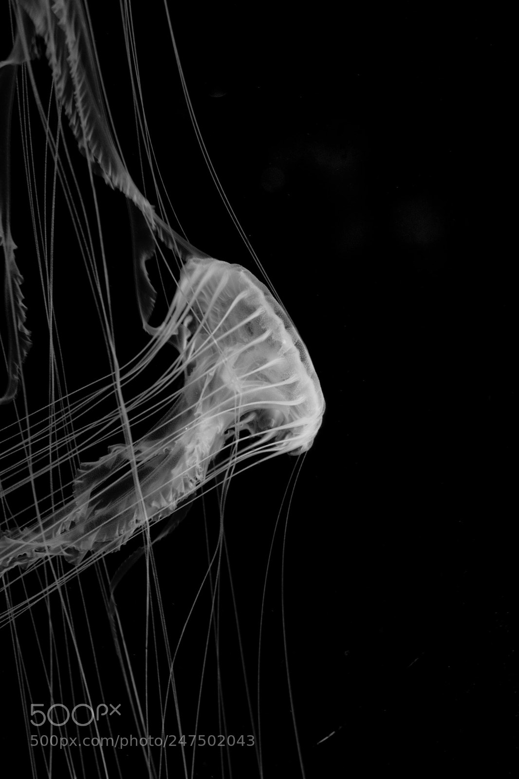 Nikon D3400 sample photo. Jellyfish 2 photography