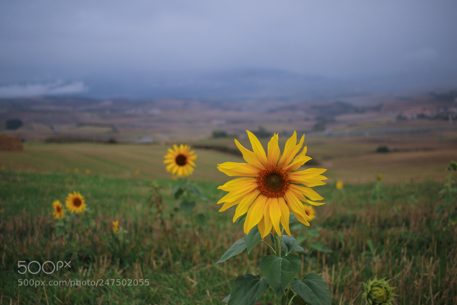 Canon EOS 7D Mark II sample photo. Paulohd photography