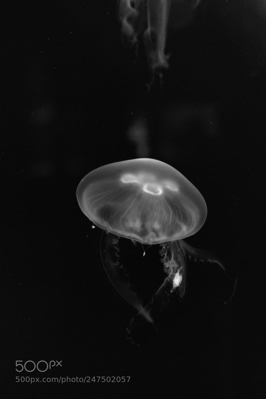 Nikon D3400 sample photo. Jellyfish 3 photography