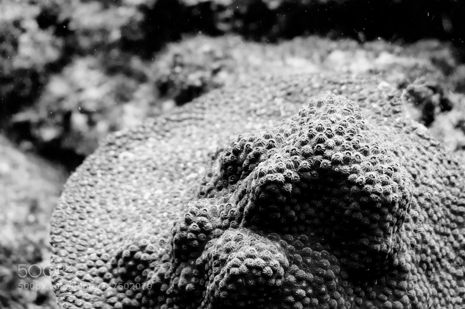 Nikon D3400 sample photo. Coral 1 photography