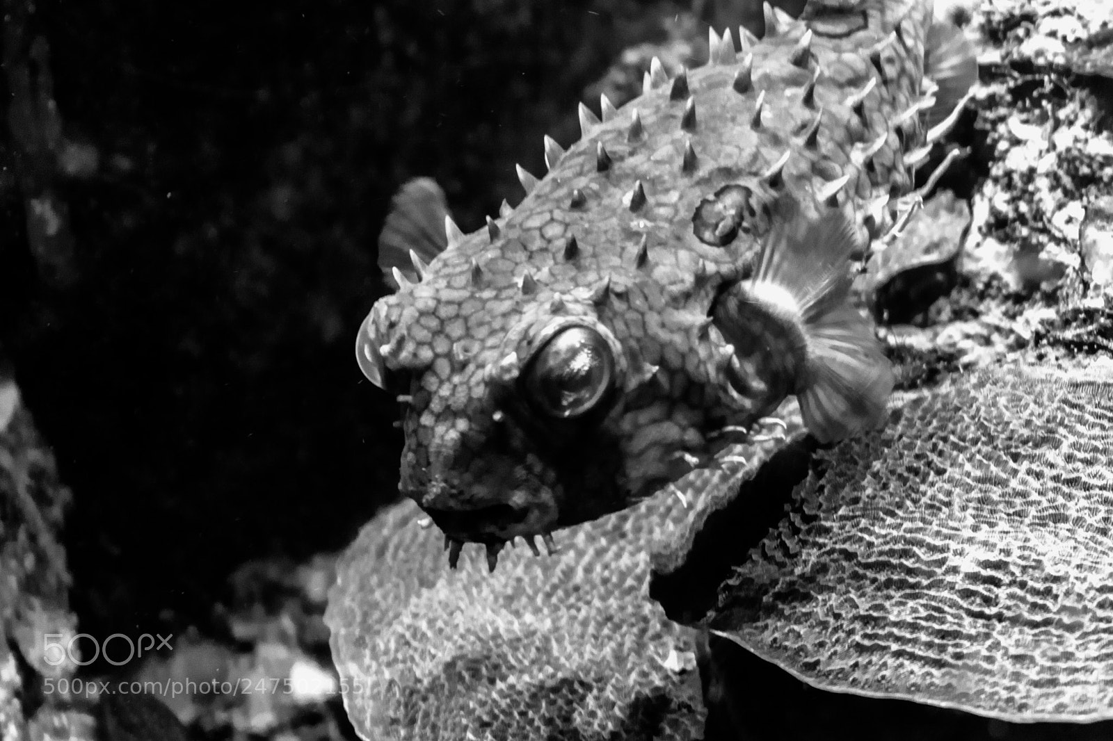 Nikon D3400 sample photo. Puffer fish photography