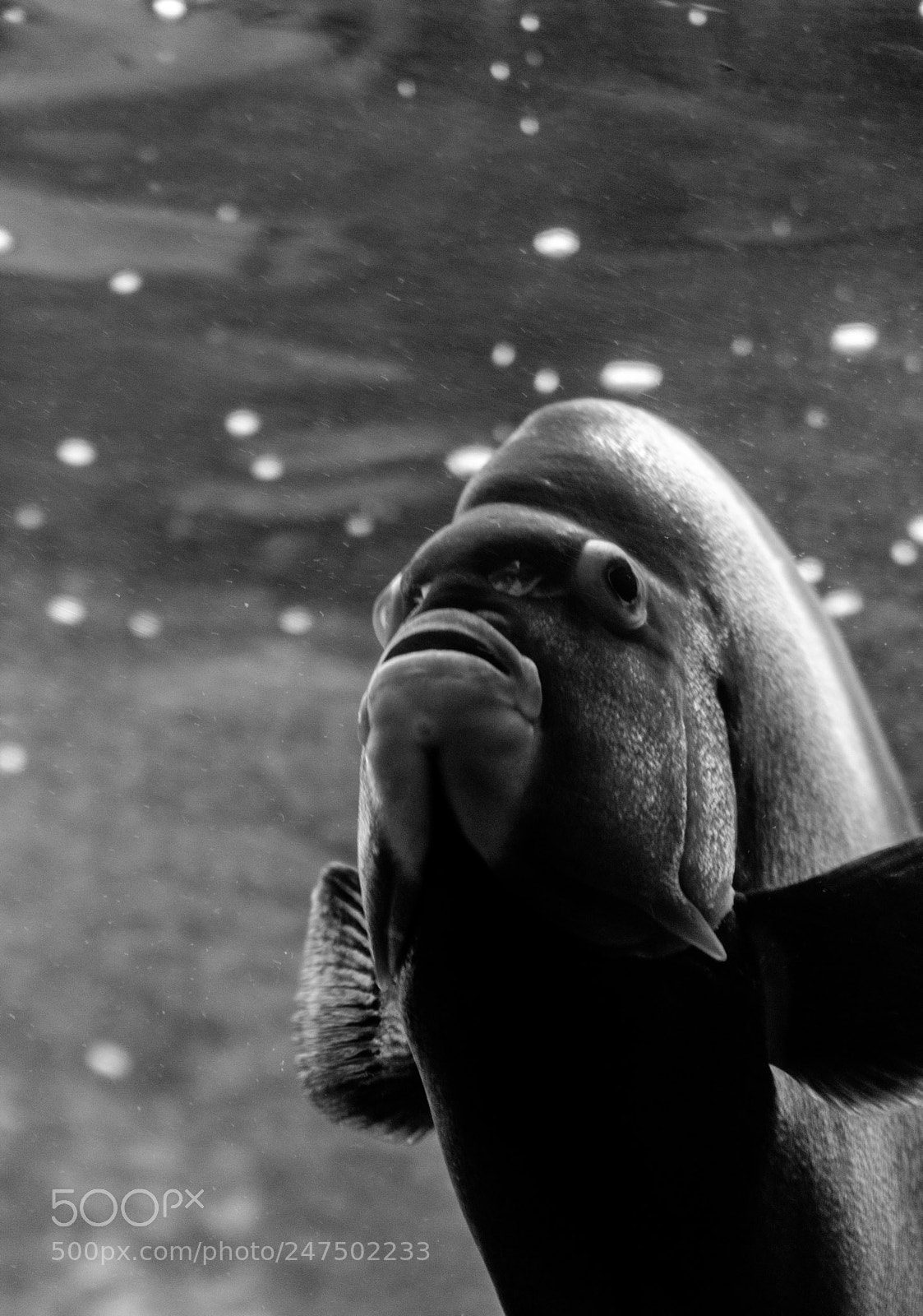 Nikon D3400 sample photo. Fish portrait photography