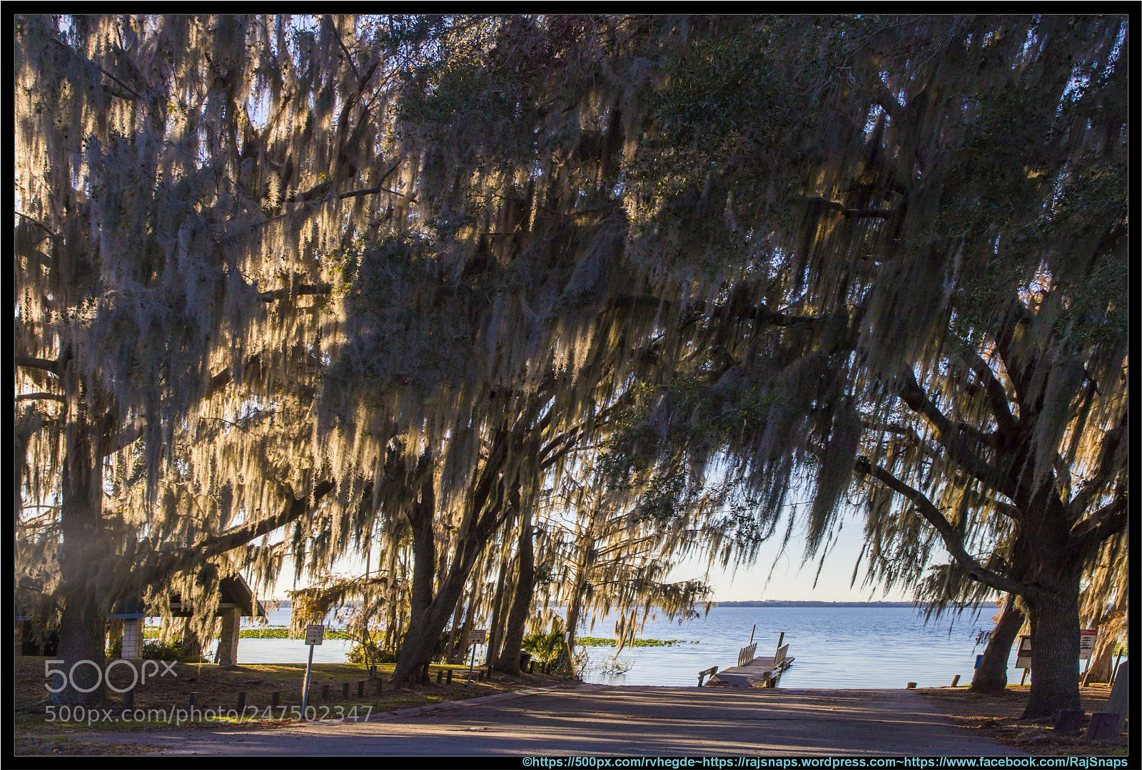 Canon EOS 6D Mark II sample photo. Tree silver moss photography