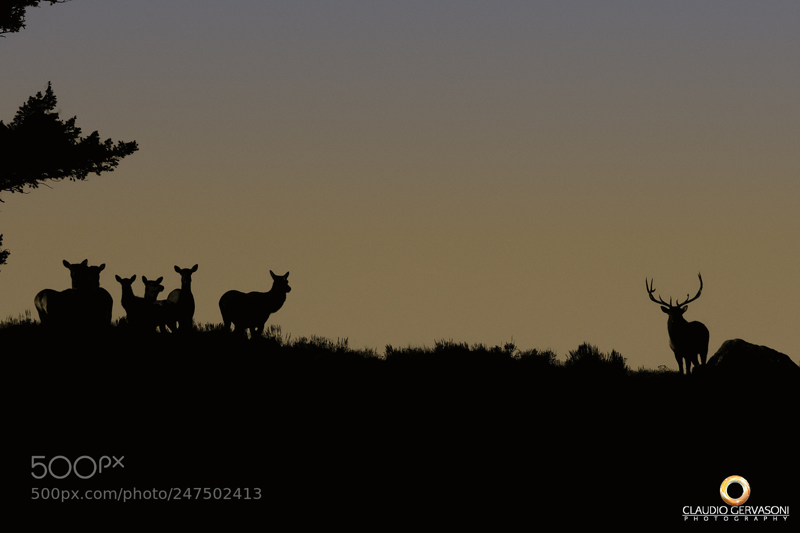 Nikon D500 sample photo. Elk in silhouette photography