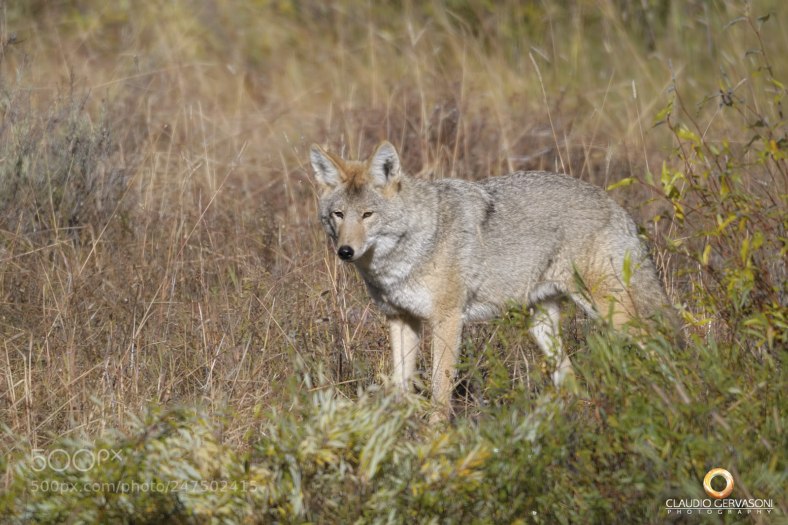 Nikon D500 sample photo. Coyote a caccia photography
