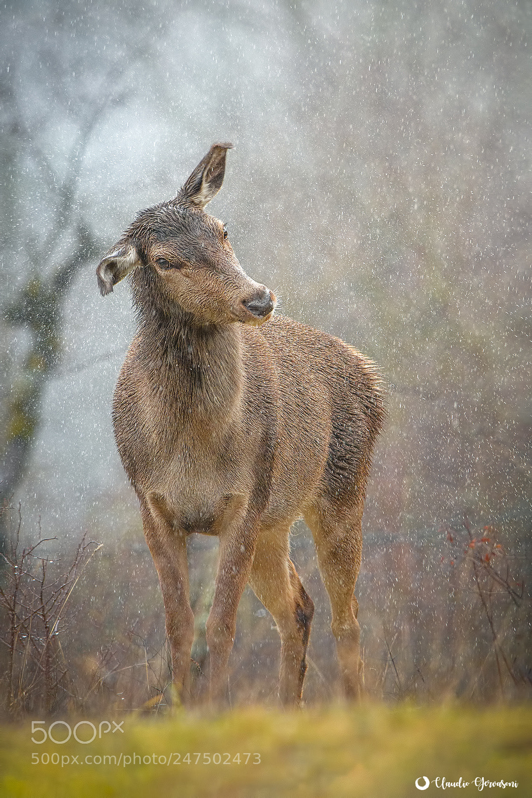 Nikon D500 sample photo. Cervo sotto la neve photography