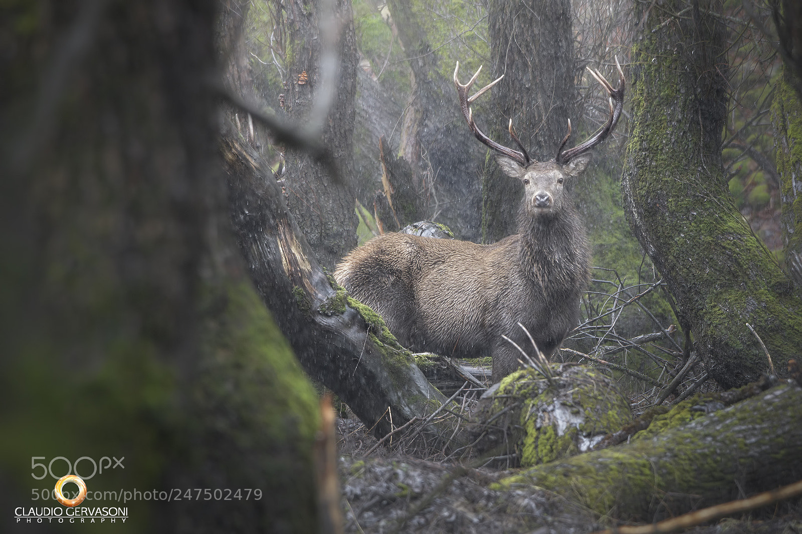 Nikon D500 sample photo. Cervo maschio nella foresta photography
