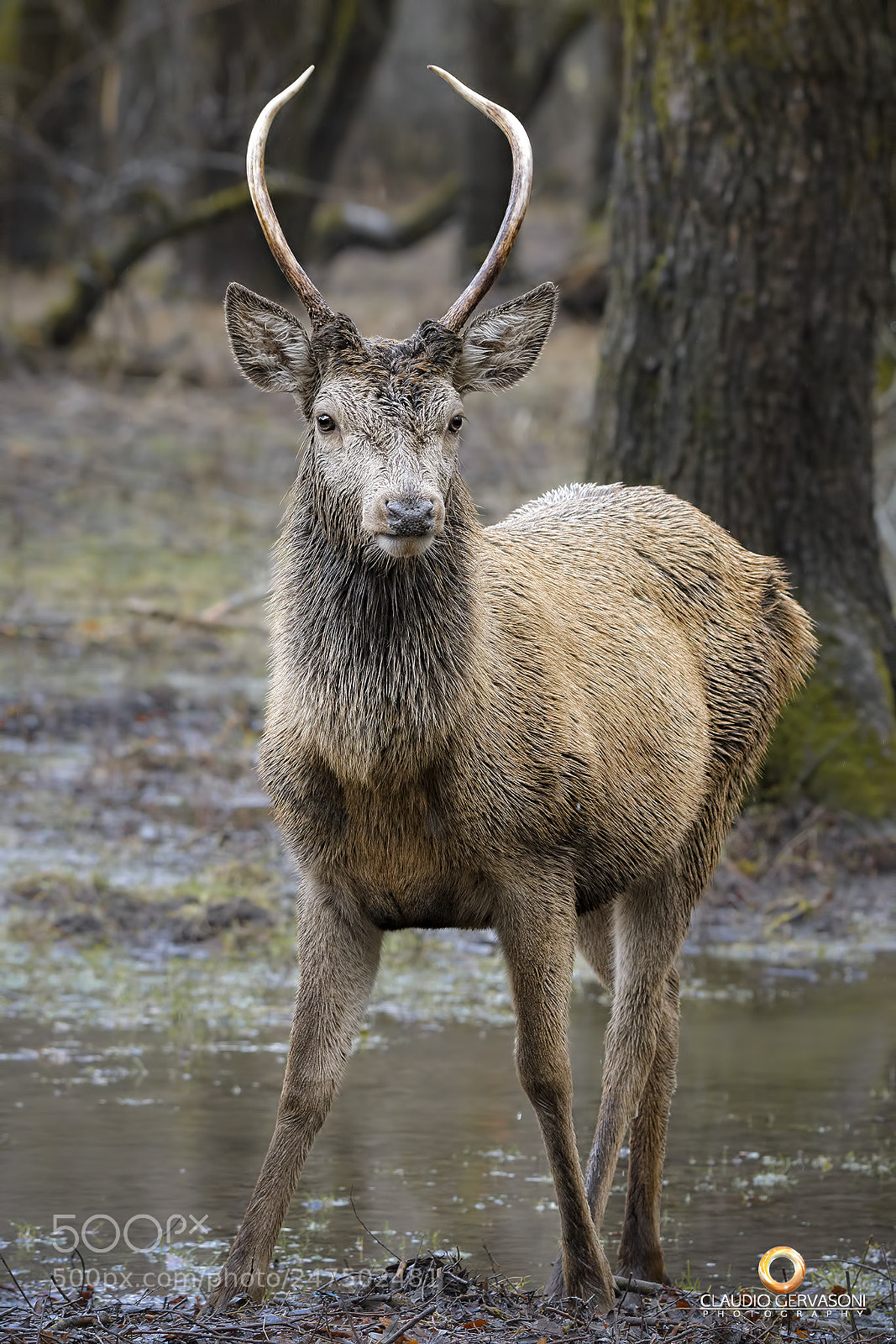 Nikon D500 sample photo. Cervo maschio photography