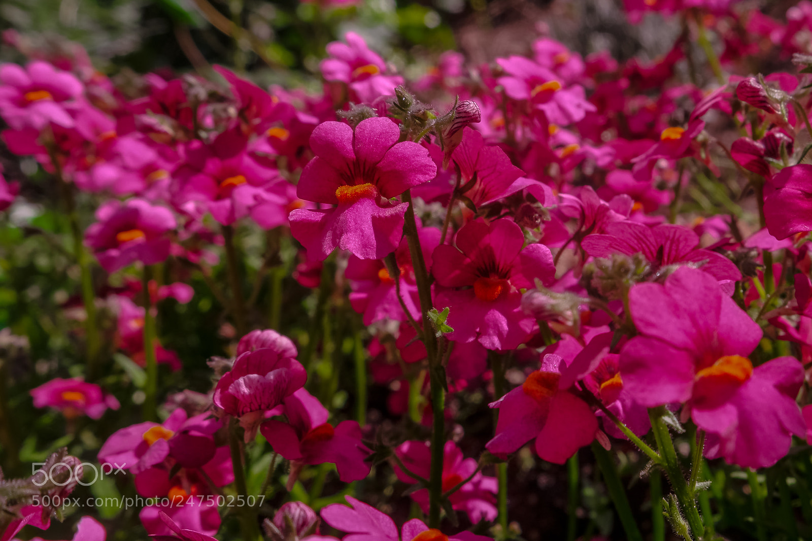 Samsung NX500 sample photo. Sweet day photography