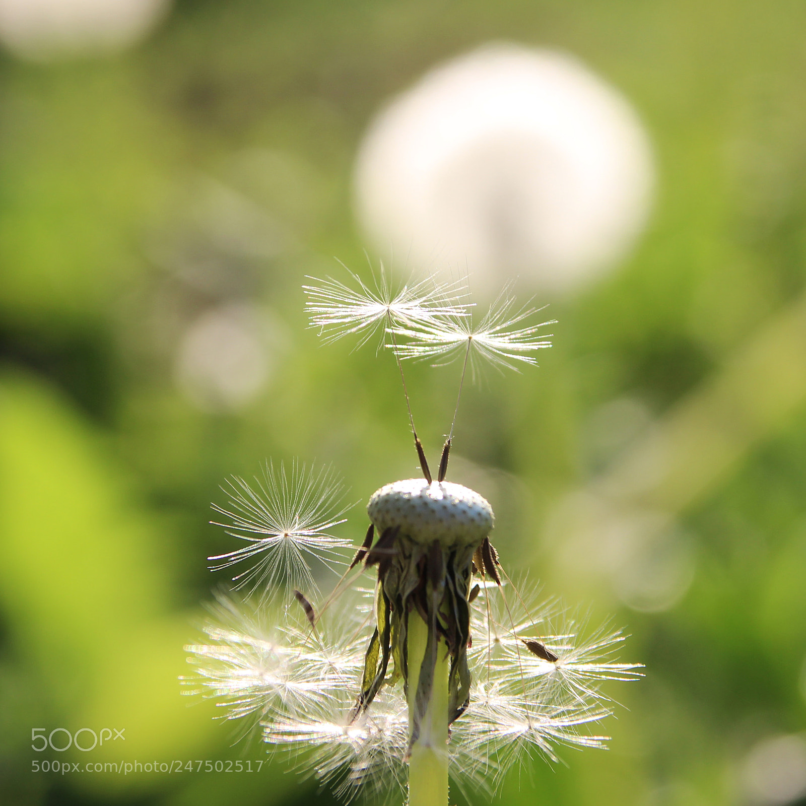 Canon EOS 600D (Rebel EOS T3i / EOS Kiss X5) sample photo. Dandelion, wild flowers photography