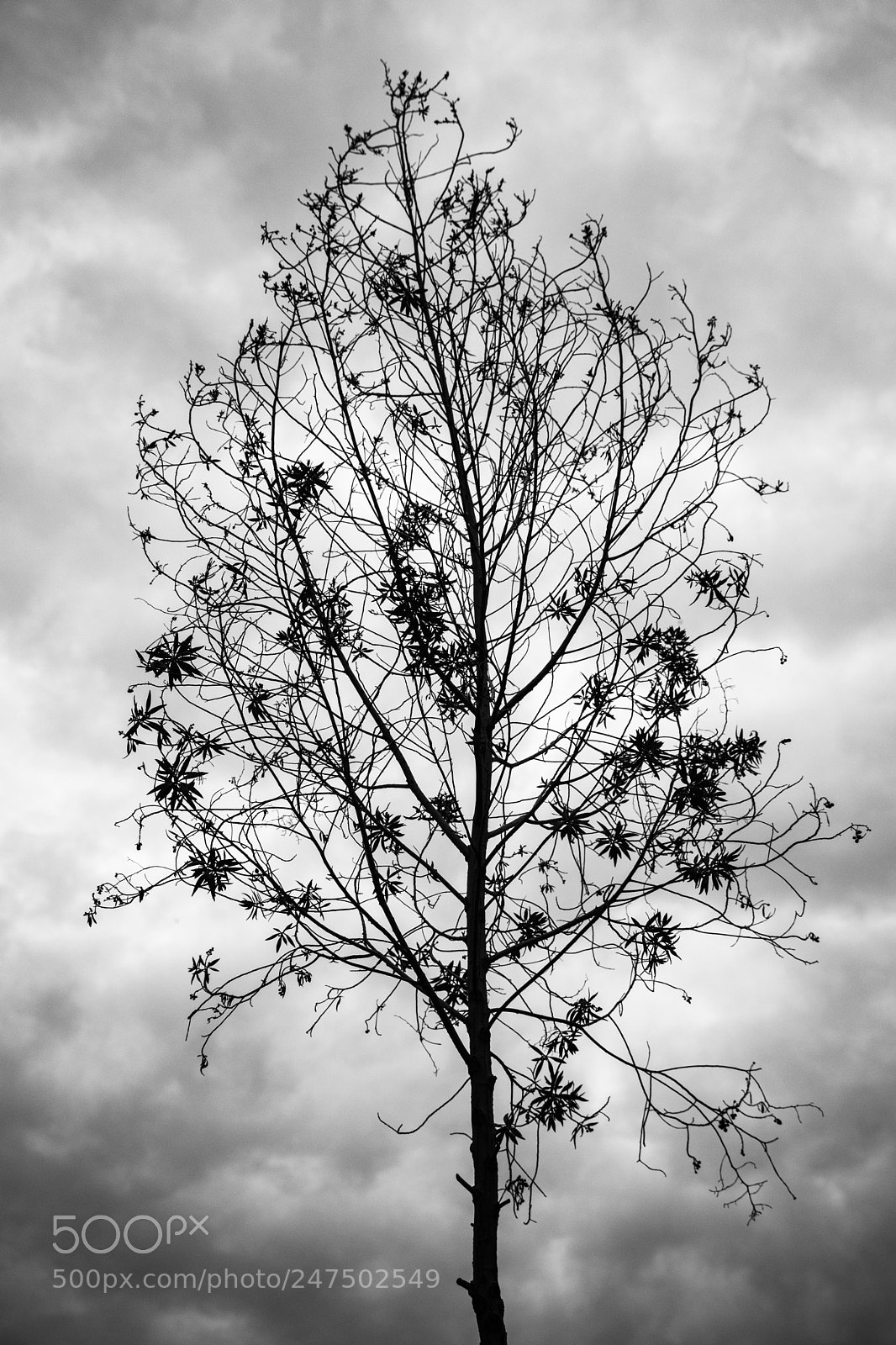 Canon EOS 800D (EOS Rebel T7i / EOS Kiss X9i) sample photo. Tree photography