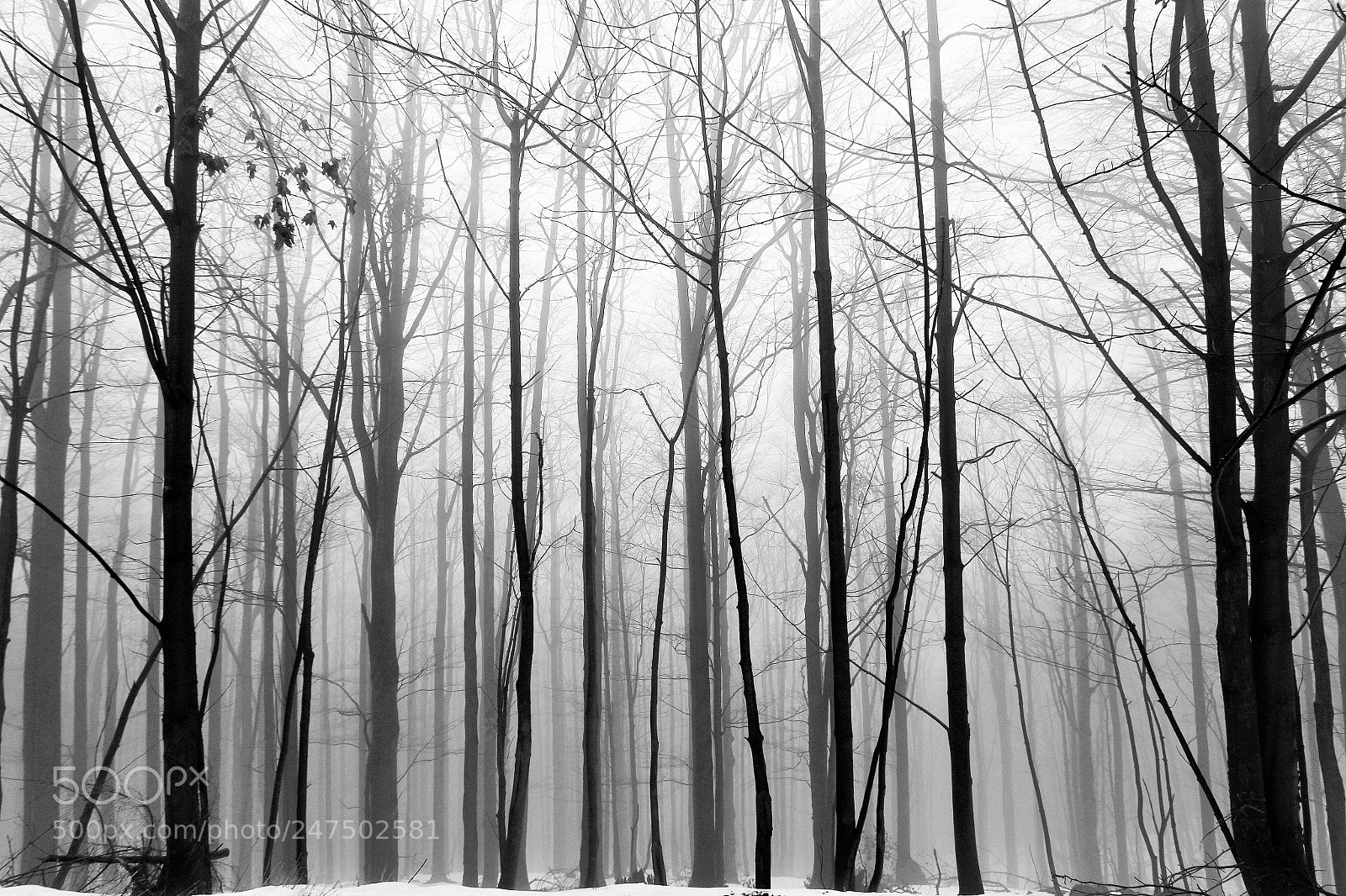 Canon EOS 100D (EOS Rebel SL1 / EOS Kiss X7) sample photo. Sounds of fog photography