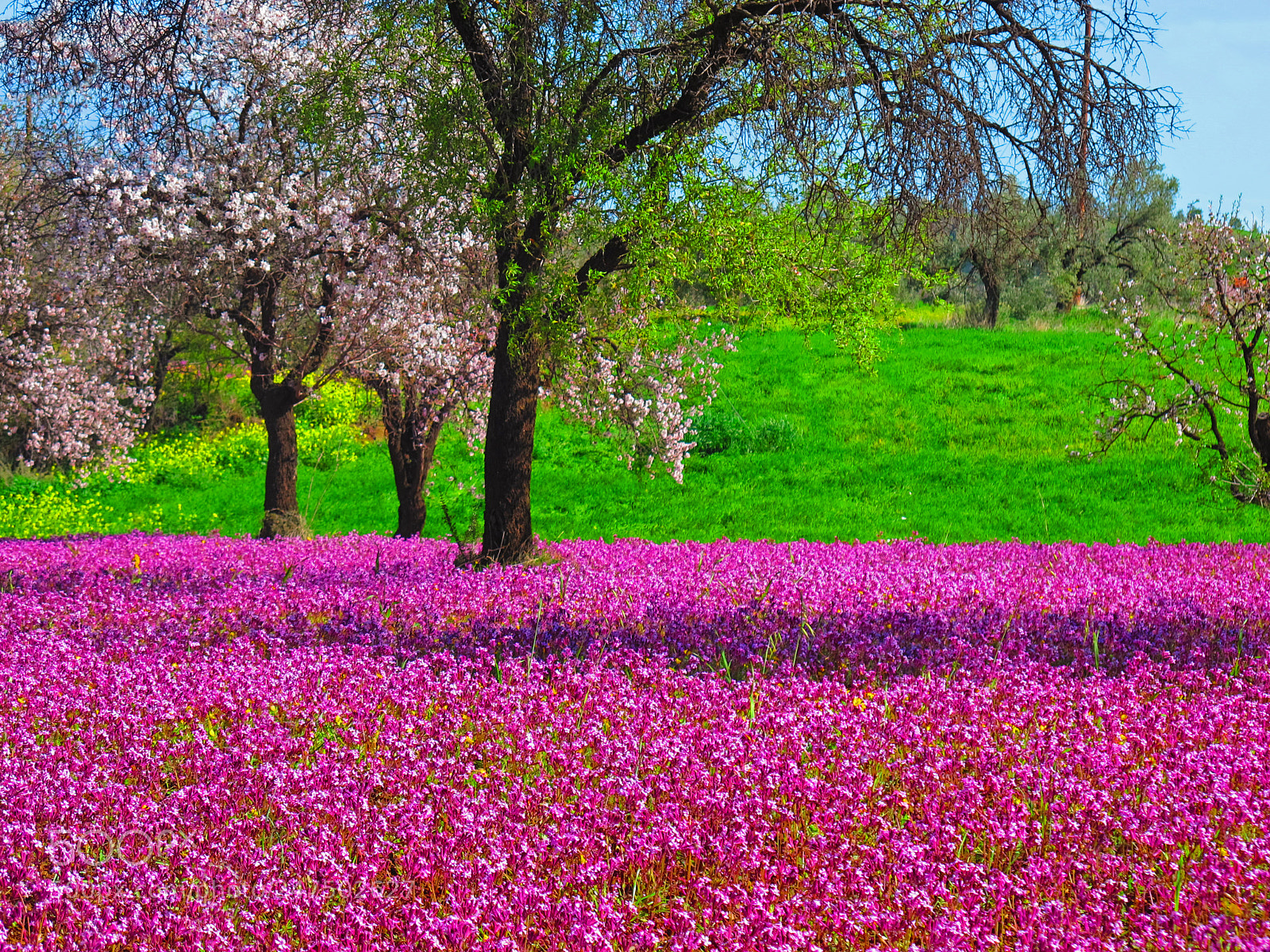 Canon PowerShot G12 sample photo. Cyp klirou pink vs photography