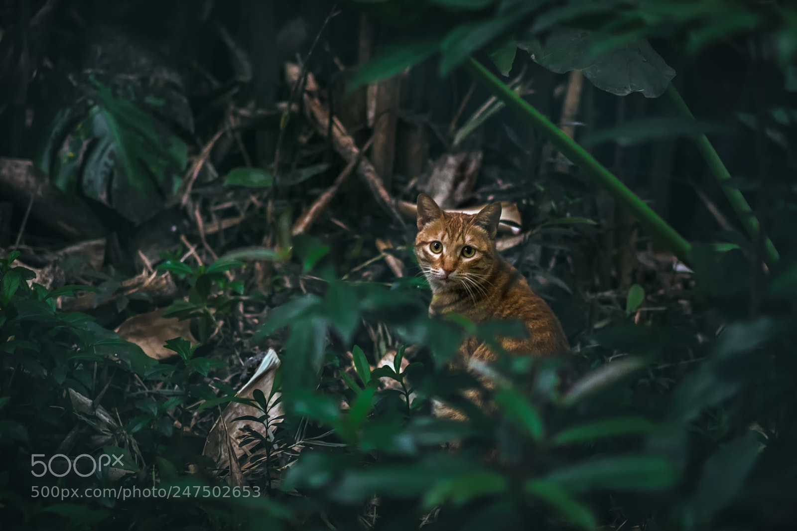 Sony a7 sample photo. 小猫 photography