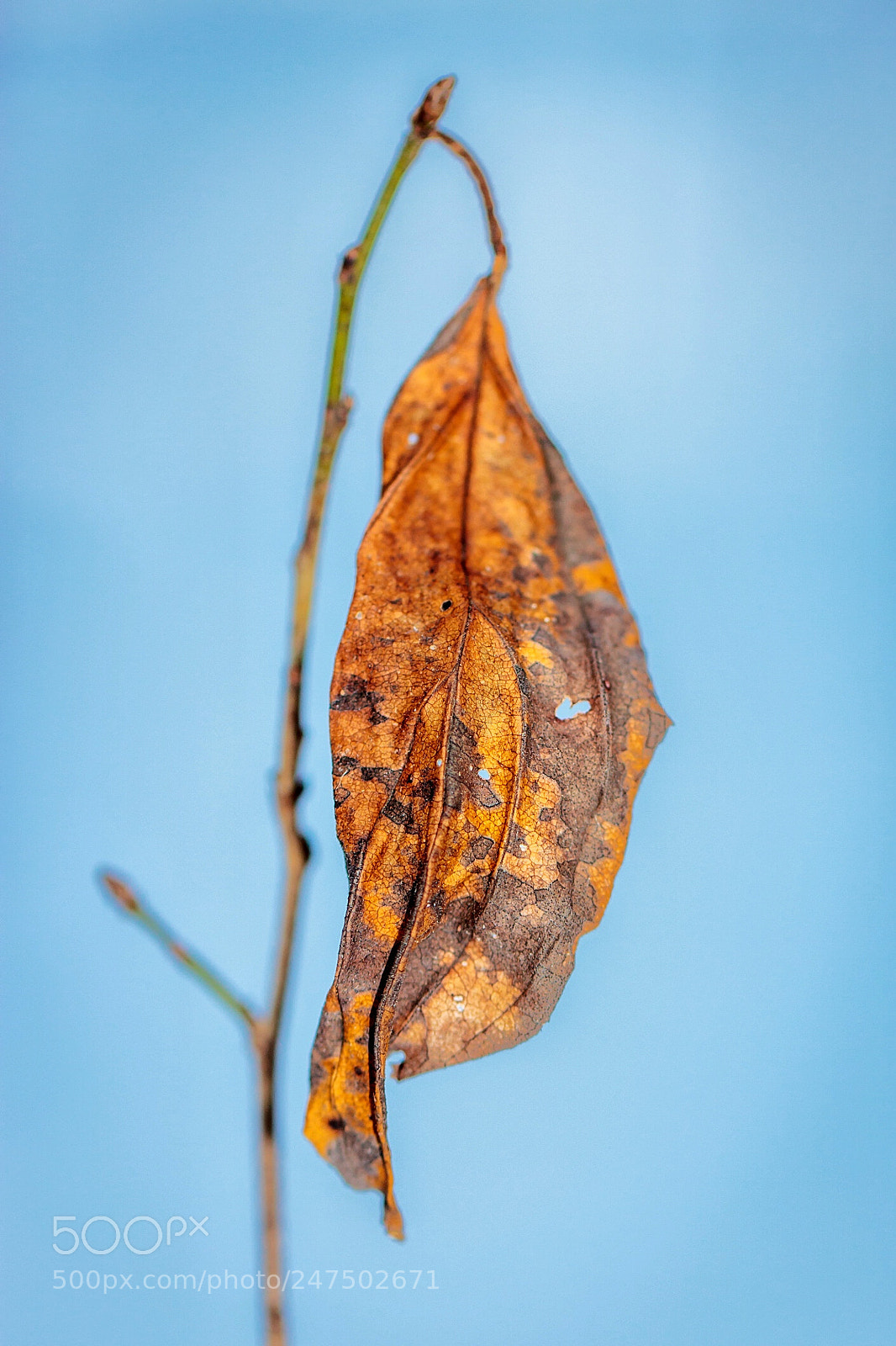 Canon EOS 60D sample photo. Leaf in february photography