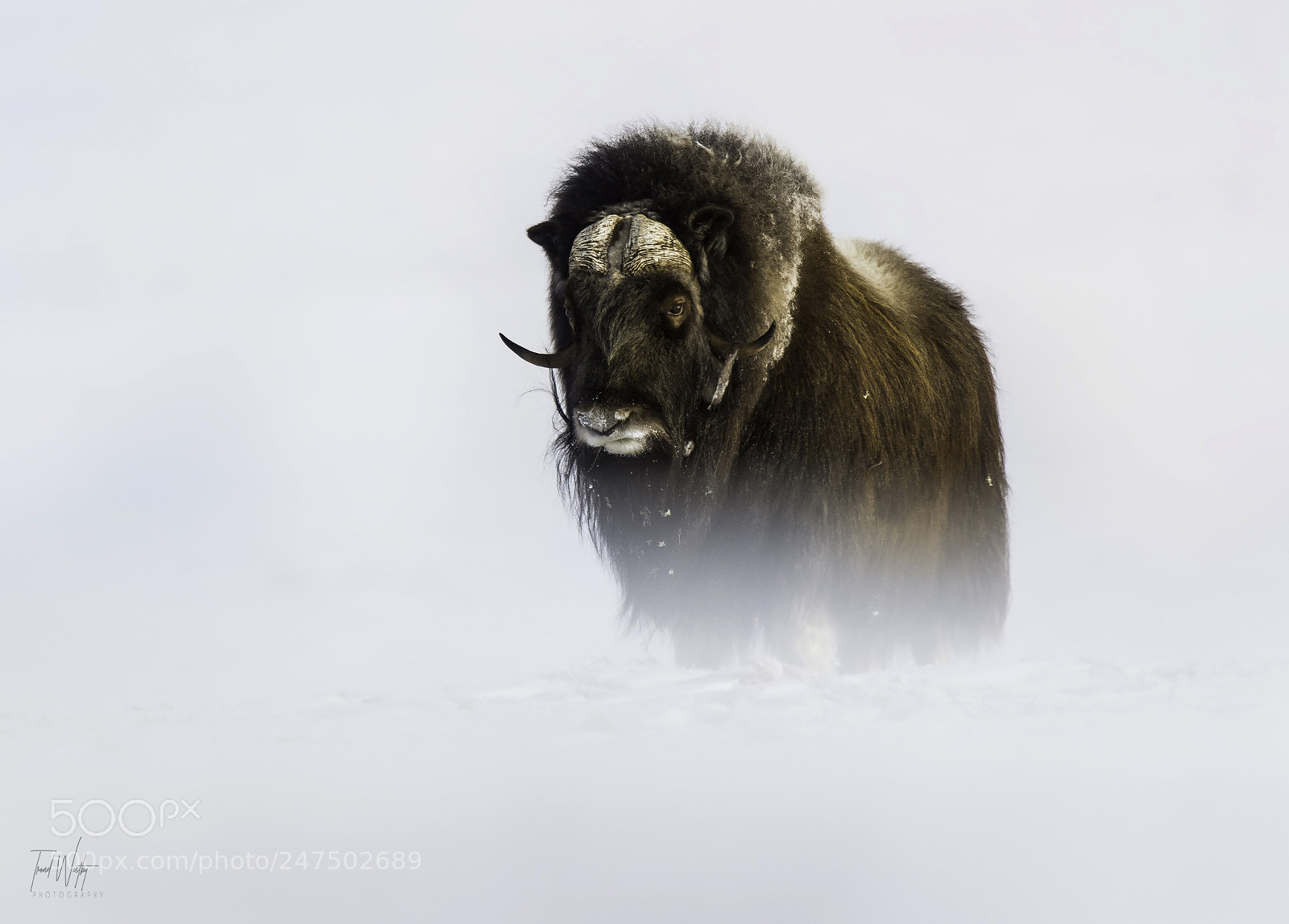 Nikon D850 sample photo. Muskox photography
