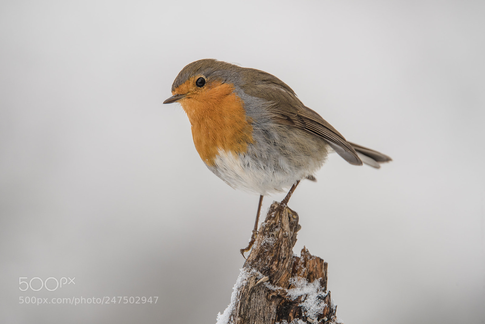 Nikon D810 sample photo. Nieve photography