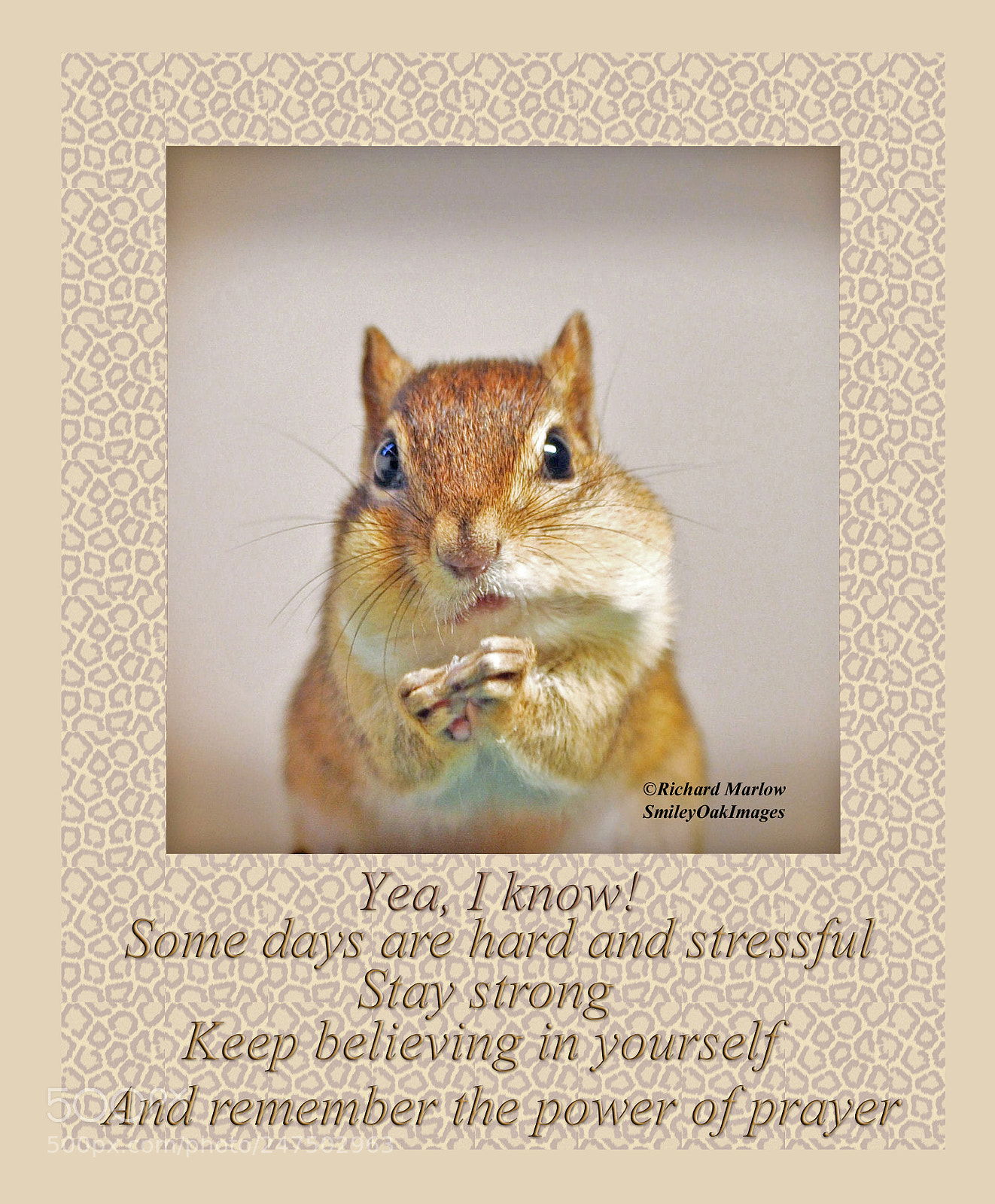 Nikon D5000 sample photo. Chipmunk photography