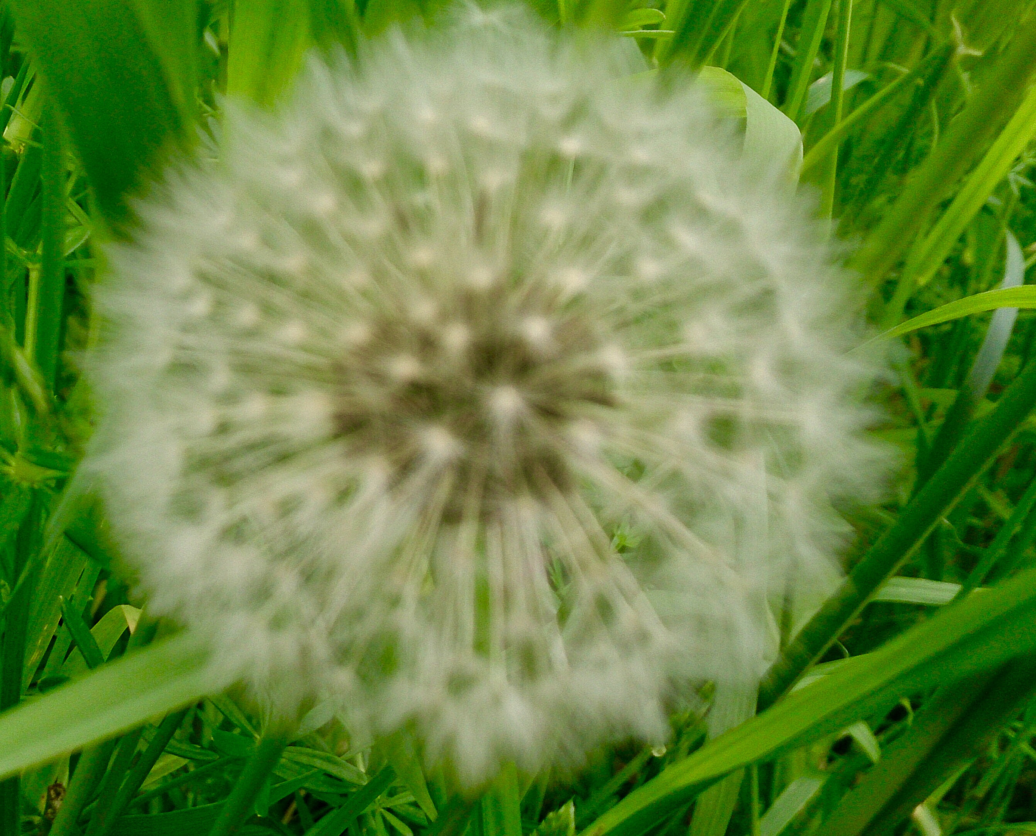 Sony Xperia Z sample photo. Pusteblume photography