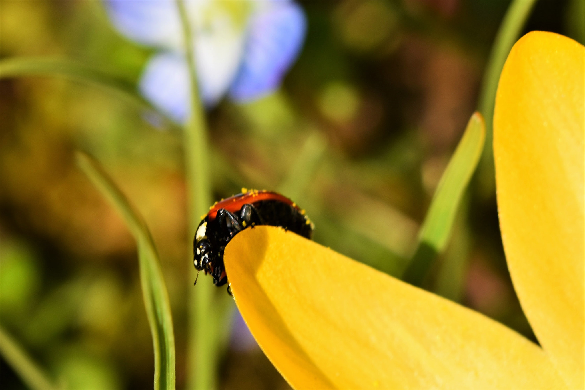 Sigma 105mm F2.8 EX DG OS HSM sample photo. Angry face photography