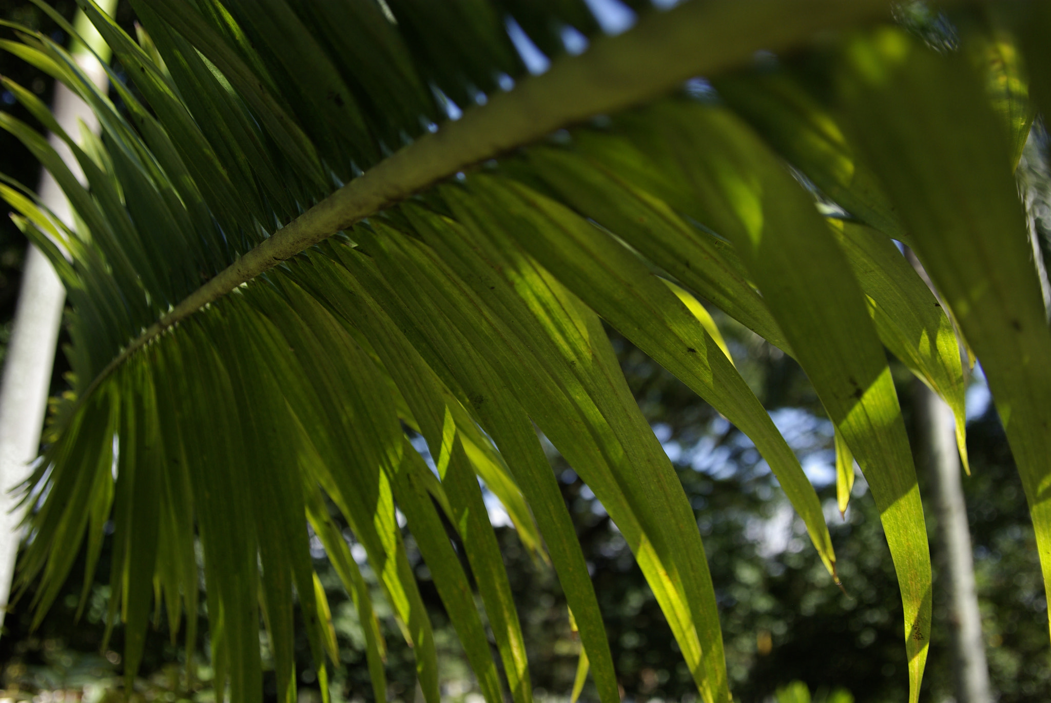 Pentax K10D + Pentax smc DA 16-45mm F4 ED AL sample photo. Green nature photography