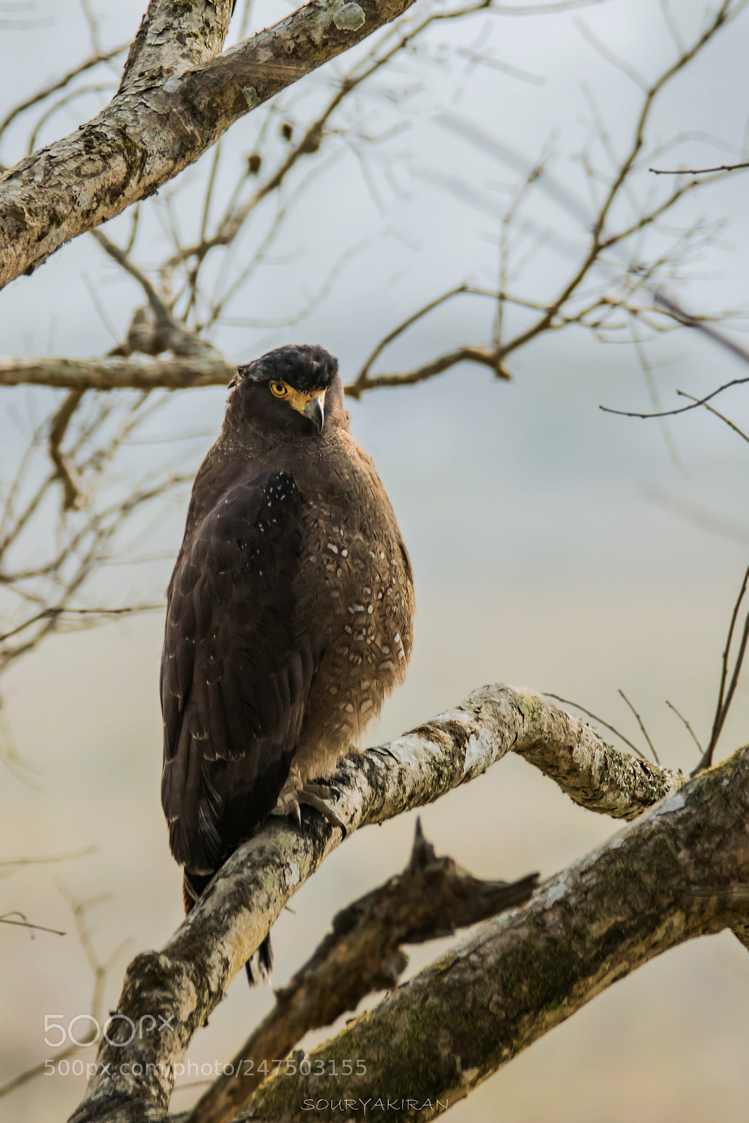 Canon EOS 760D (EOS Rebel T6s / EOS 8000D) sample photo. Crested serpent eagle photography