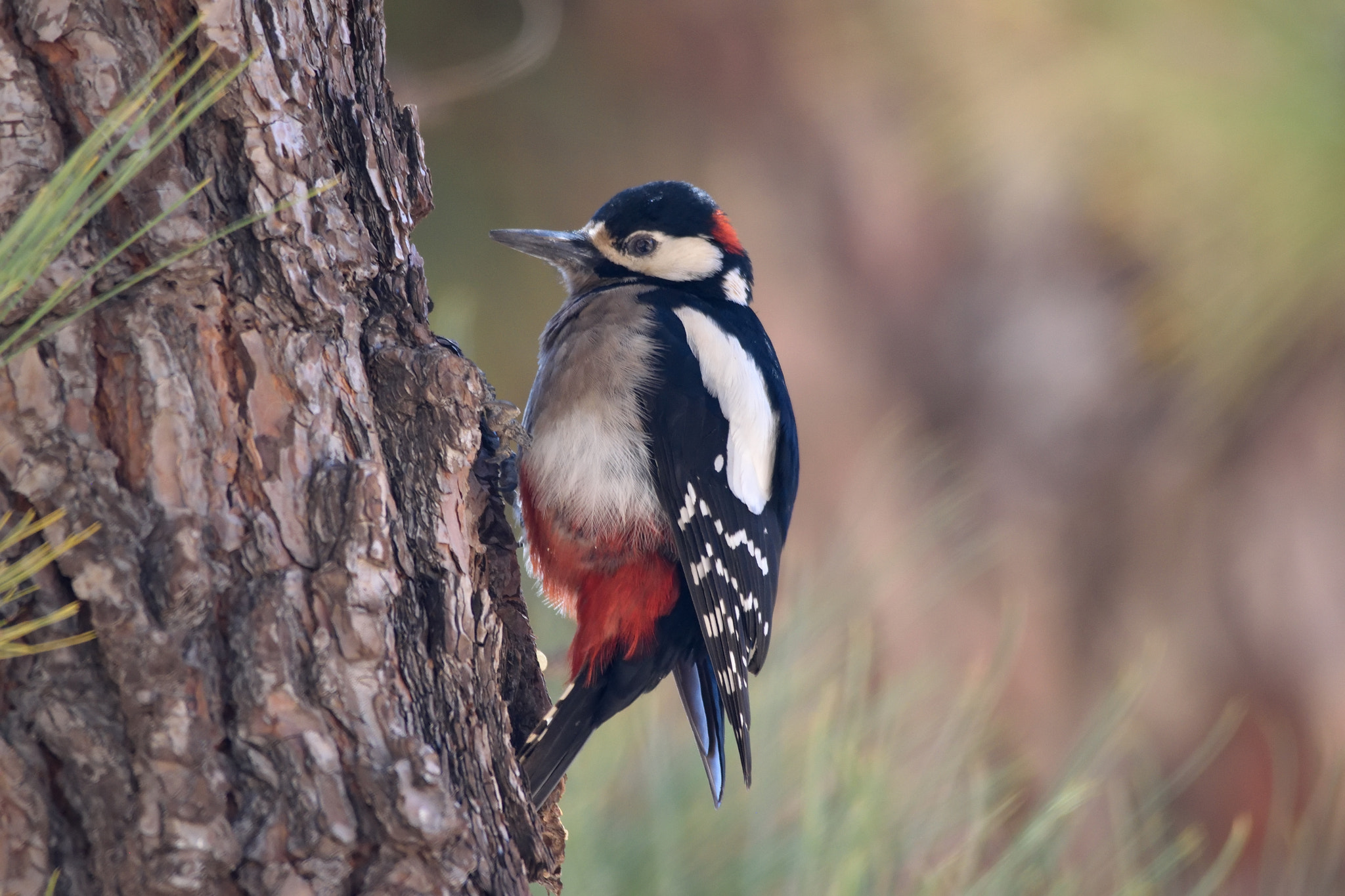 Nikon D3300 + Sigma 150-500mm F5-6.3 DG OS HSM sample photo. Great spotted woodpecker photography