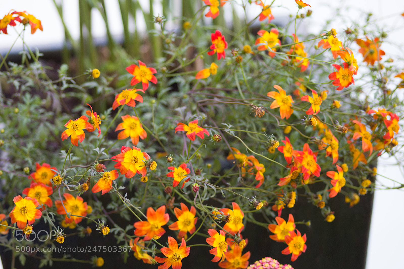 Canon EOS 550D (EOS Rebel T2i / EOS Kiss X4) sample photo. Cheerful flowerbed photography