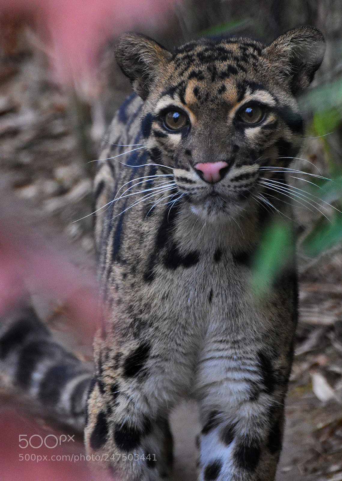 Nikon D3400 sample photo. Nebulous leopard photography