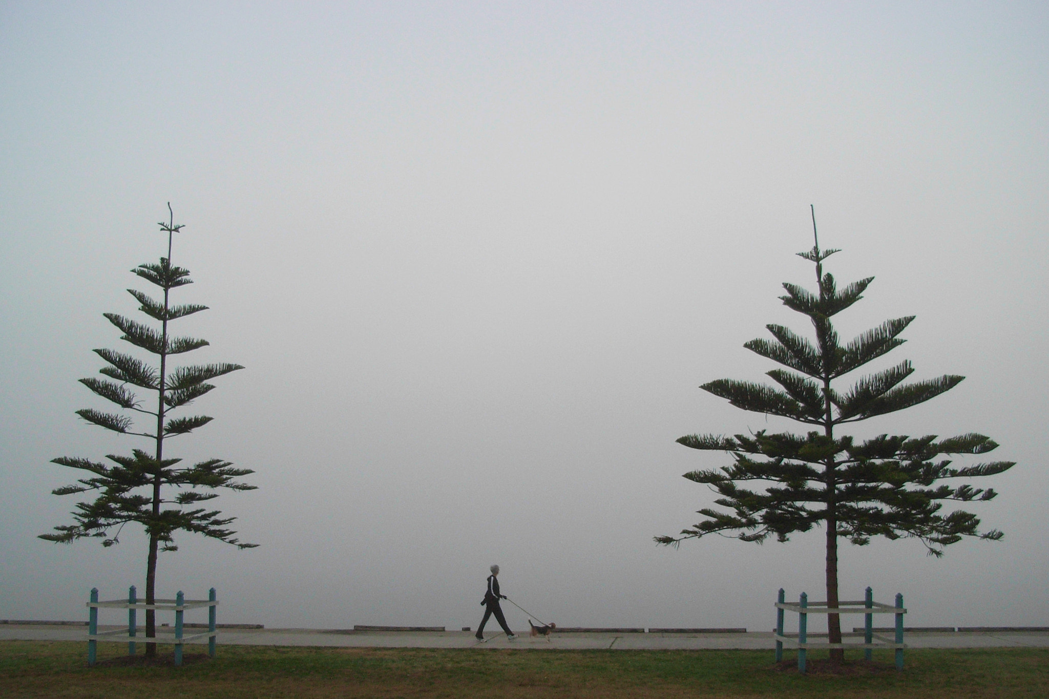 Ricoh Caplio R5 sample photo. Walking the dog photography