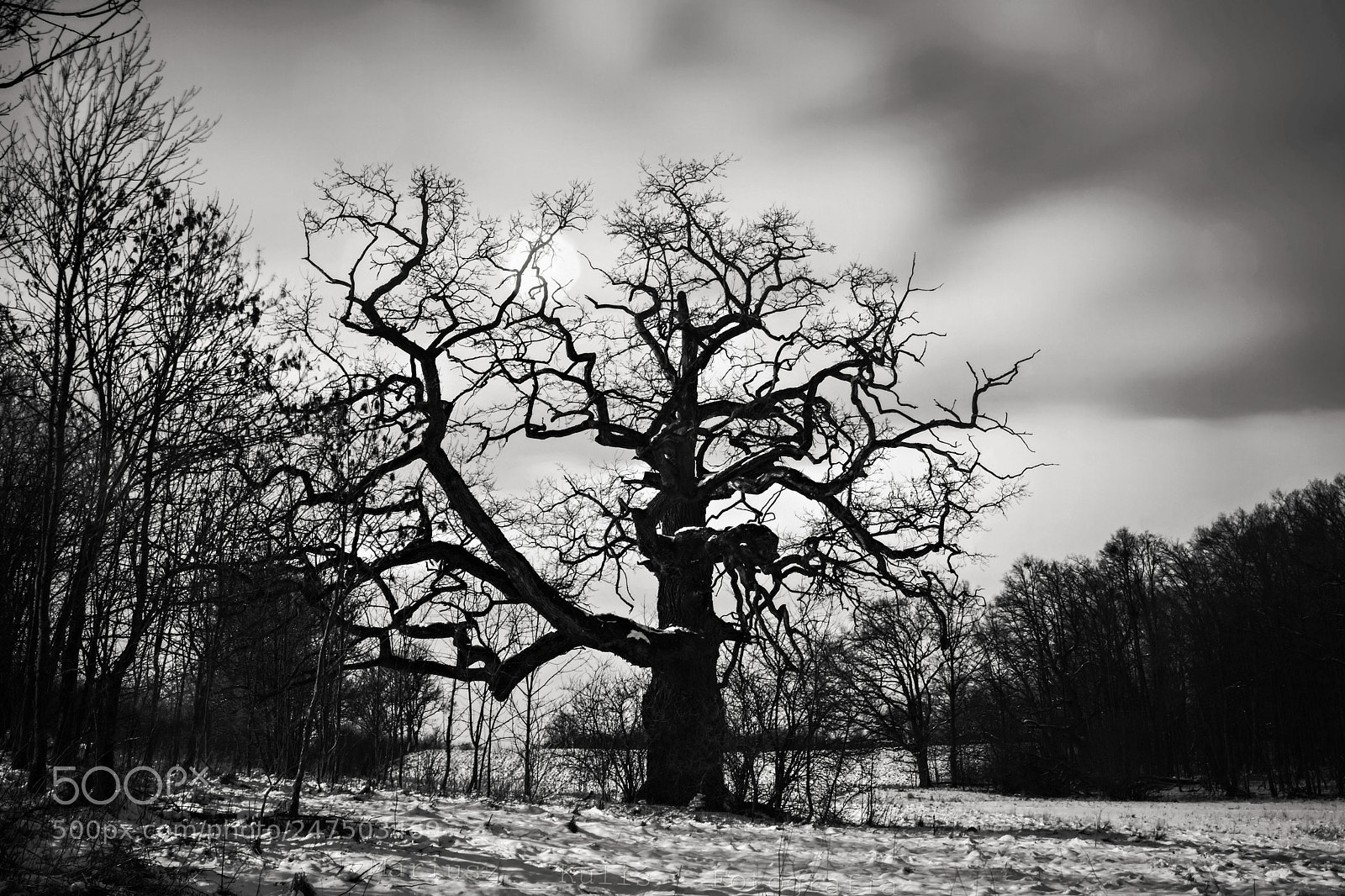 Nikon D5200 sample photo. Oak. photography